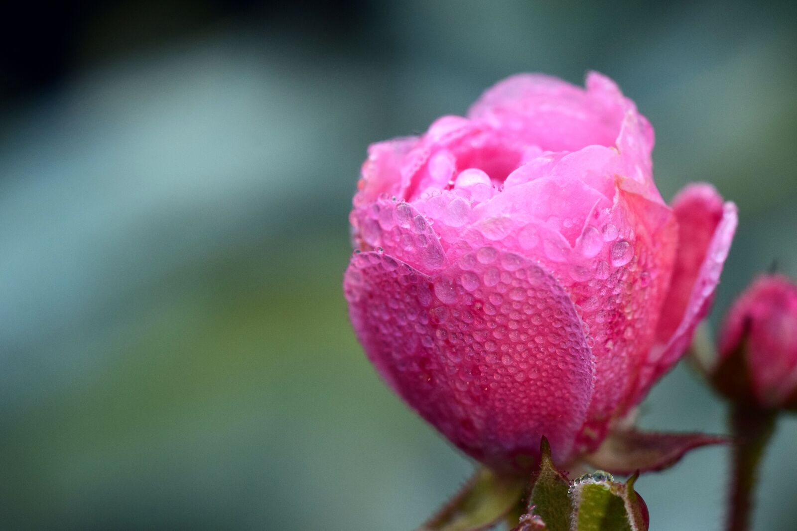 Nikon D3300 sample photo. Rose, dew, blossom photography