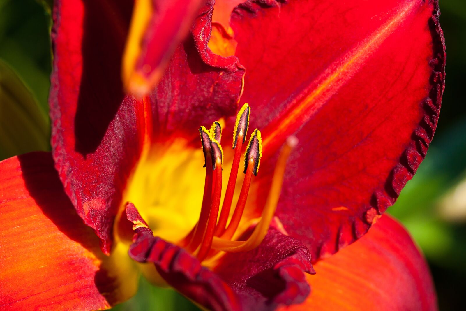 Canon EOS 50D sample photo. Daylily, hemerocallis, day lily photography