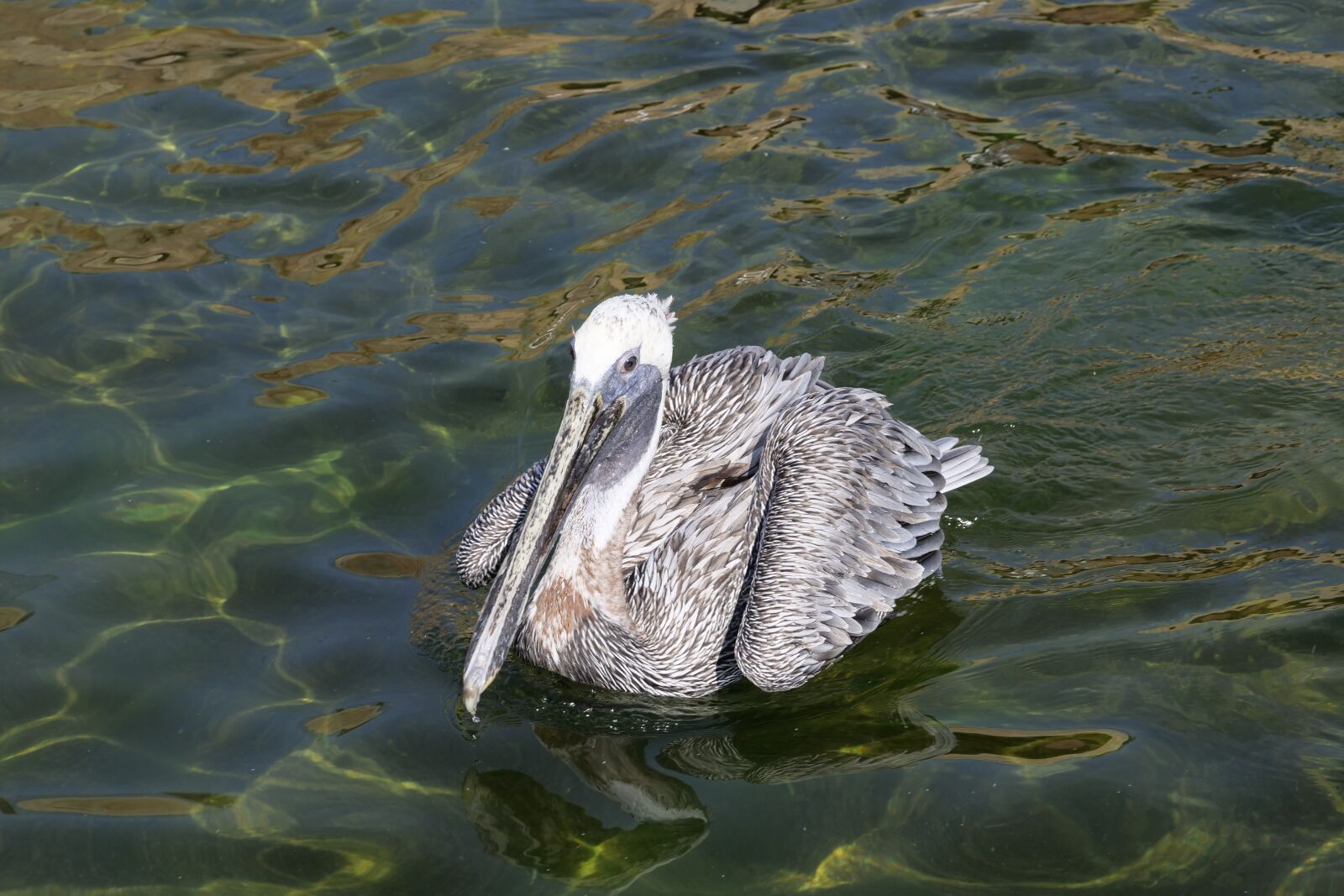 Panasonic Lumix DC-G9 sample photo. Animal world, birds, water photography