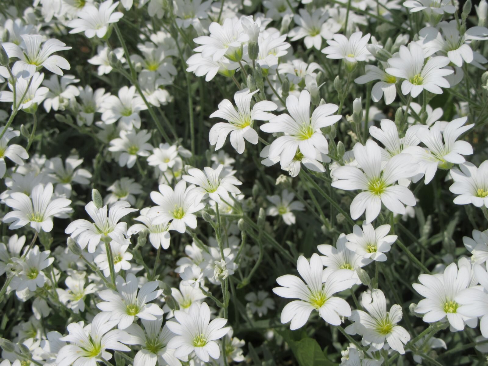 Canon PowerShot SX610 HS sample photo. Flowers, white, white flowers photography