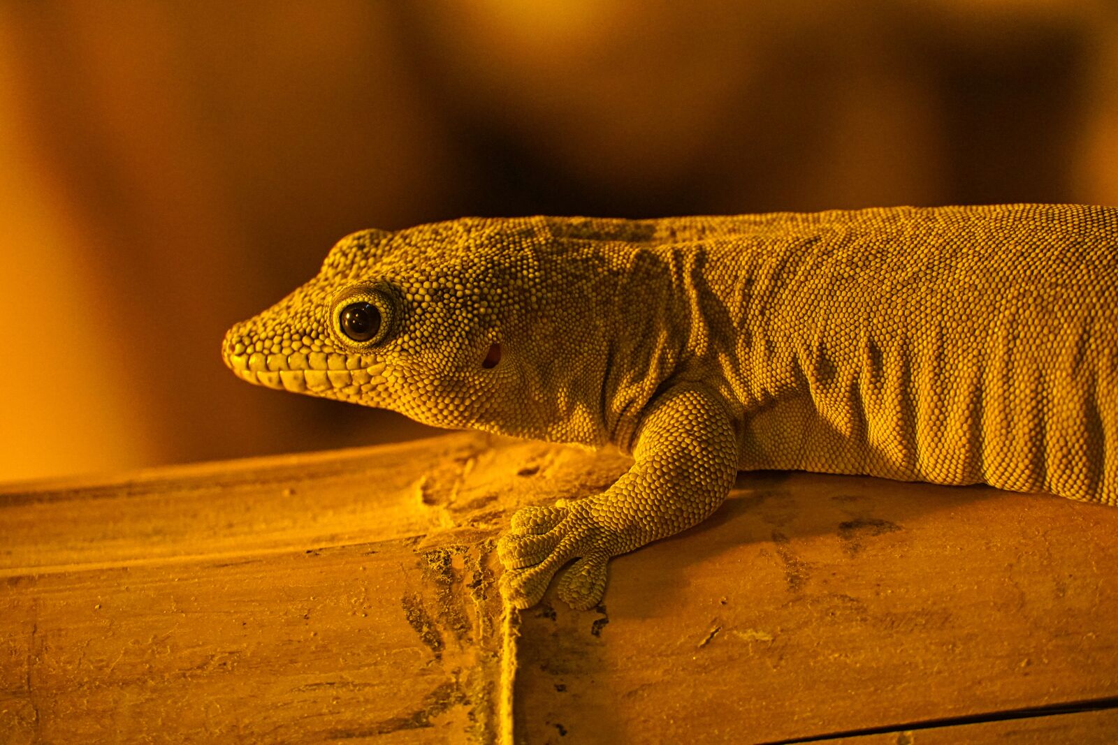 Sony a6400 sample photo. Gecko, terrarium, reptile photography