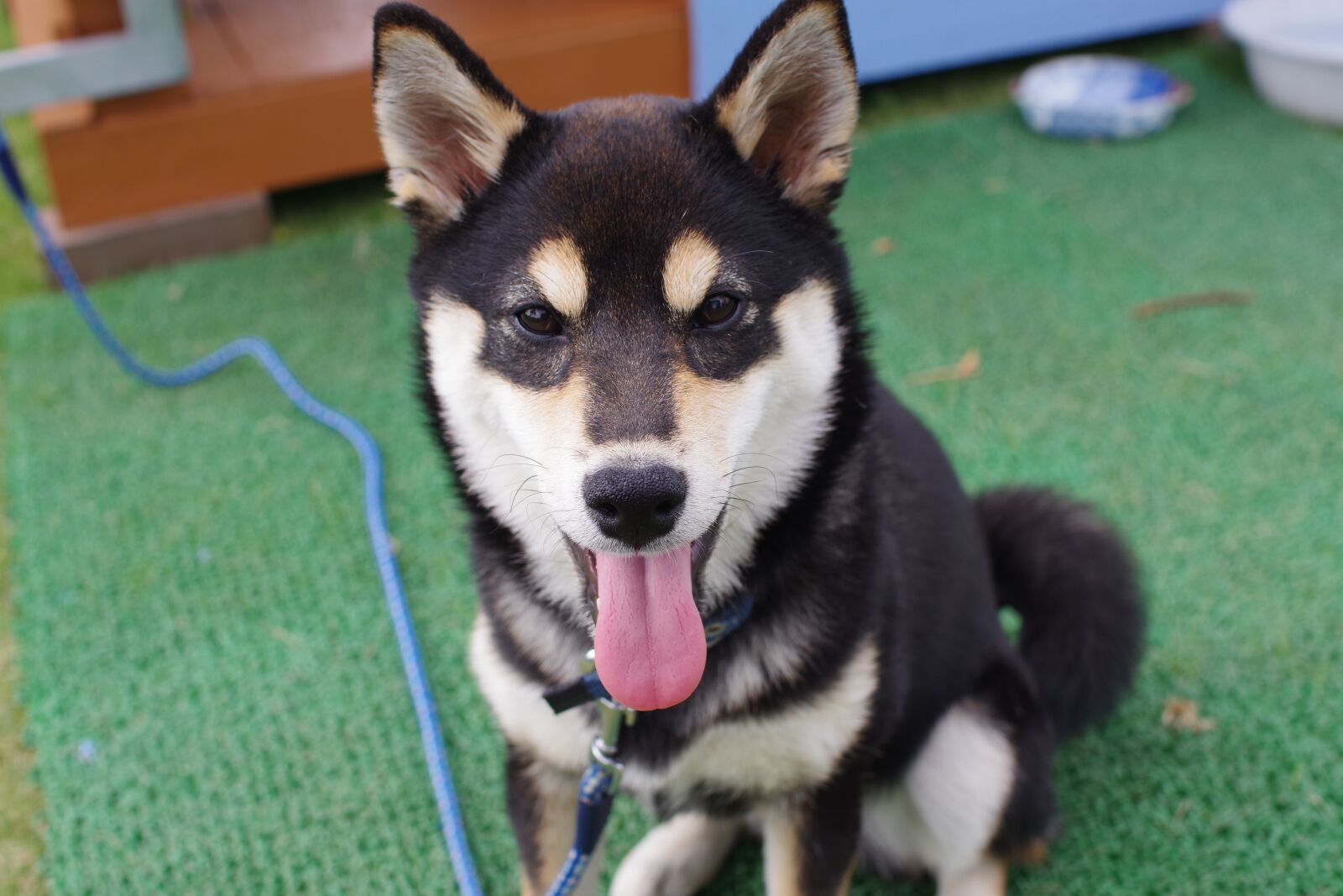 Pentax K-70 sample photo. Animal, shiba inu, black photography