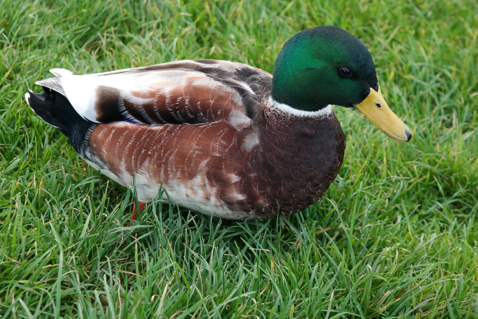 NX 18-55mm F3.5-5.6 sample photo. Duck, drake, water bird photography