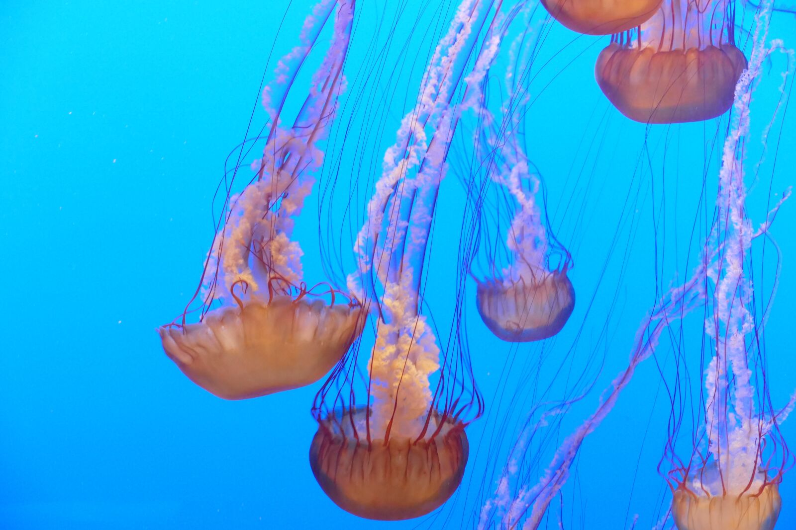 Panasonic Lumix DMC-FZ1000 sample photo. Ocean, jellyfish, aquarium photography