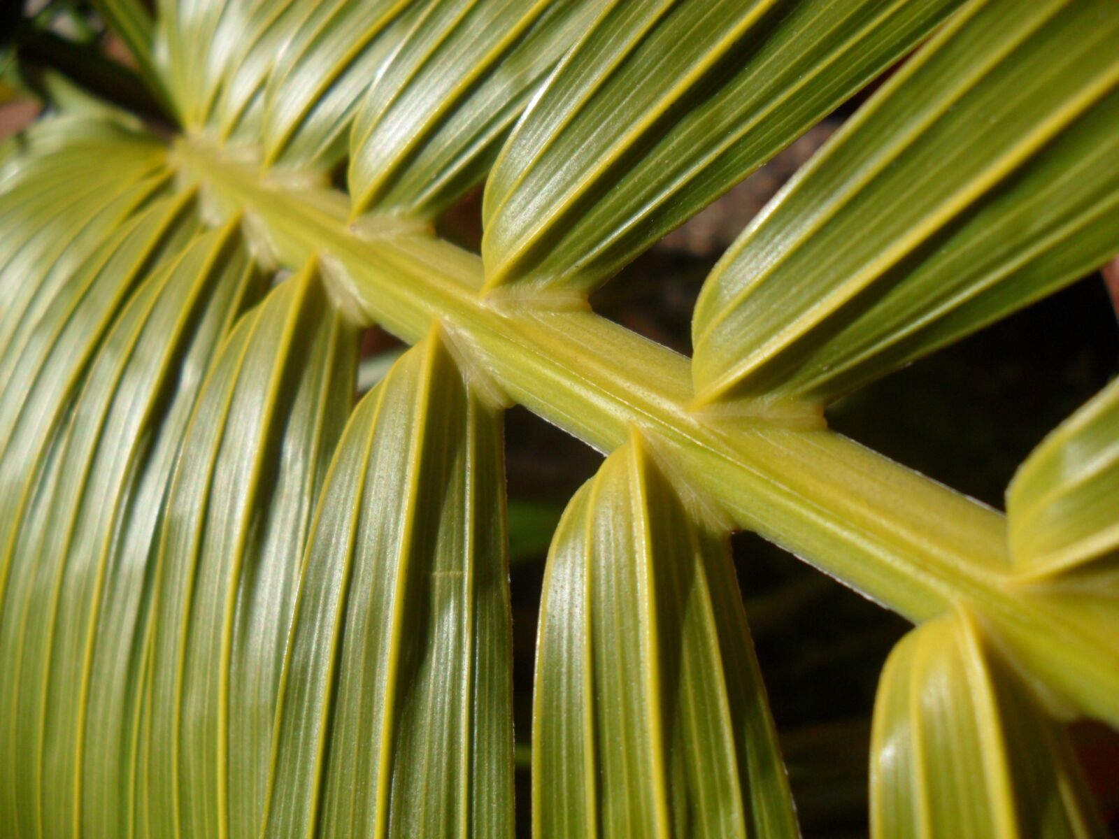 Samsung PL100 /  TL205 / VLUU PL100 /  PL101 sample photo. Braid, of, palm tree photography