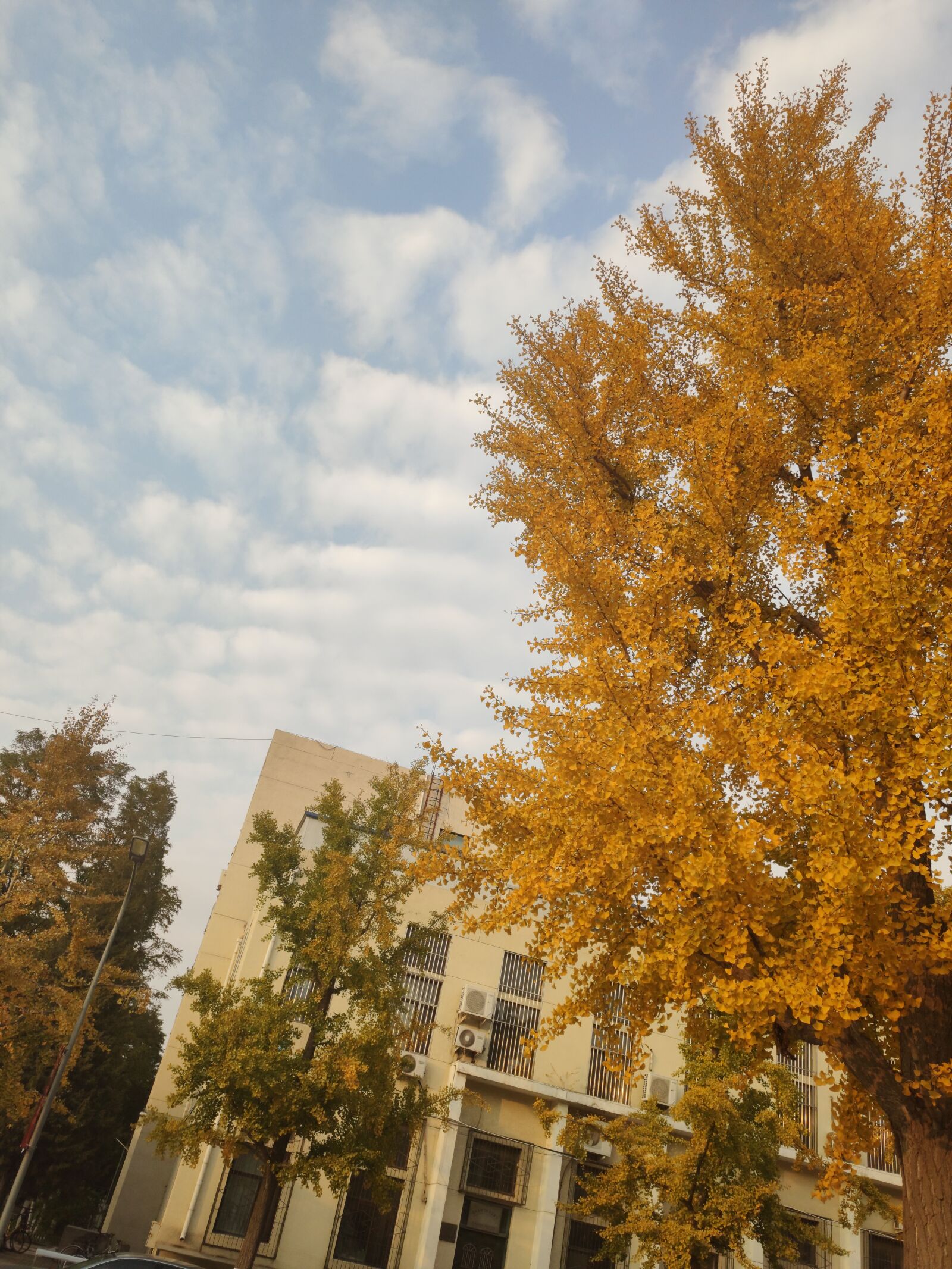 Xiaomi MI 9 sample photo. Maple, sky, building photography