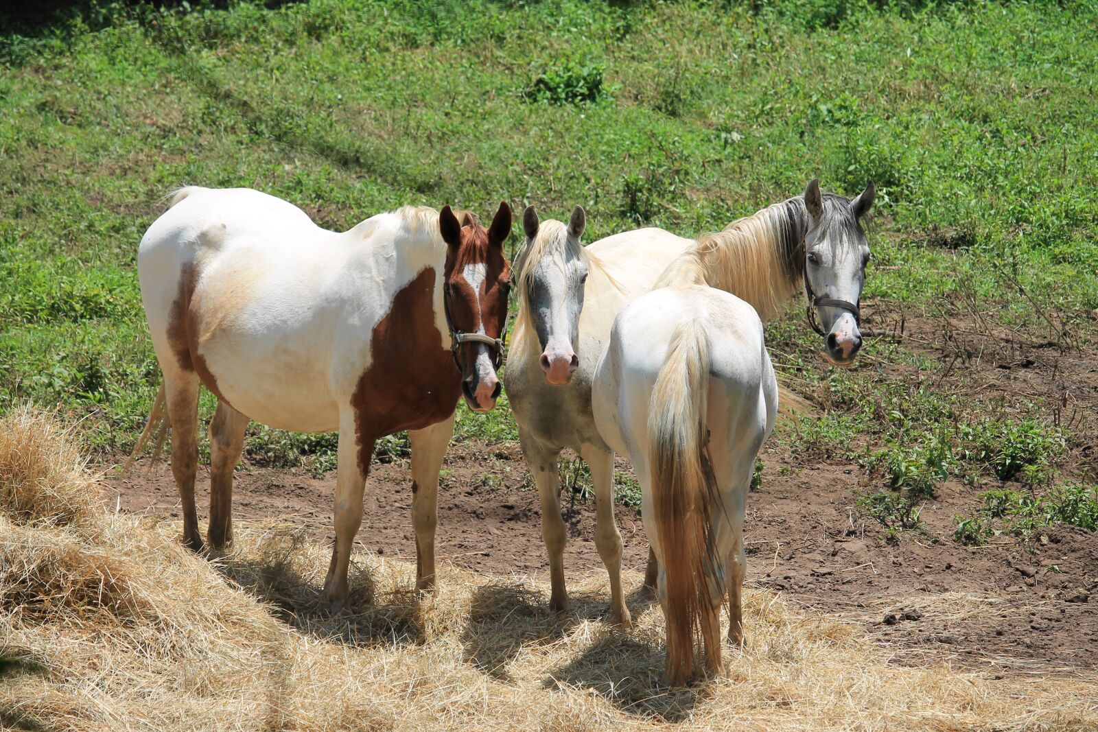 Canon EOS 1100D (EOS Rebel T3 / EOS Kiss X50) sample photo. Horses, horse, mare photography