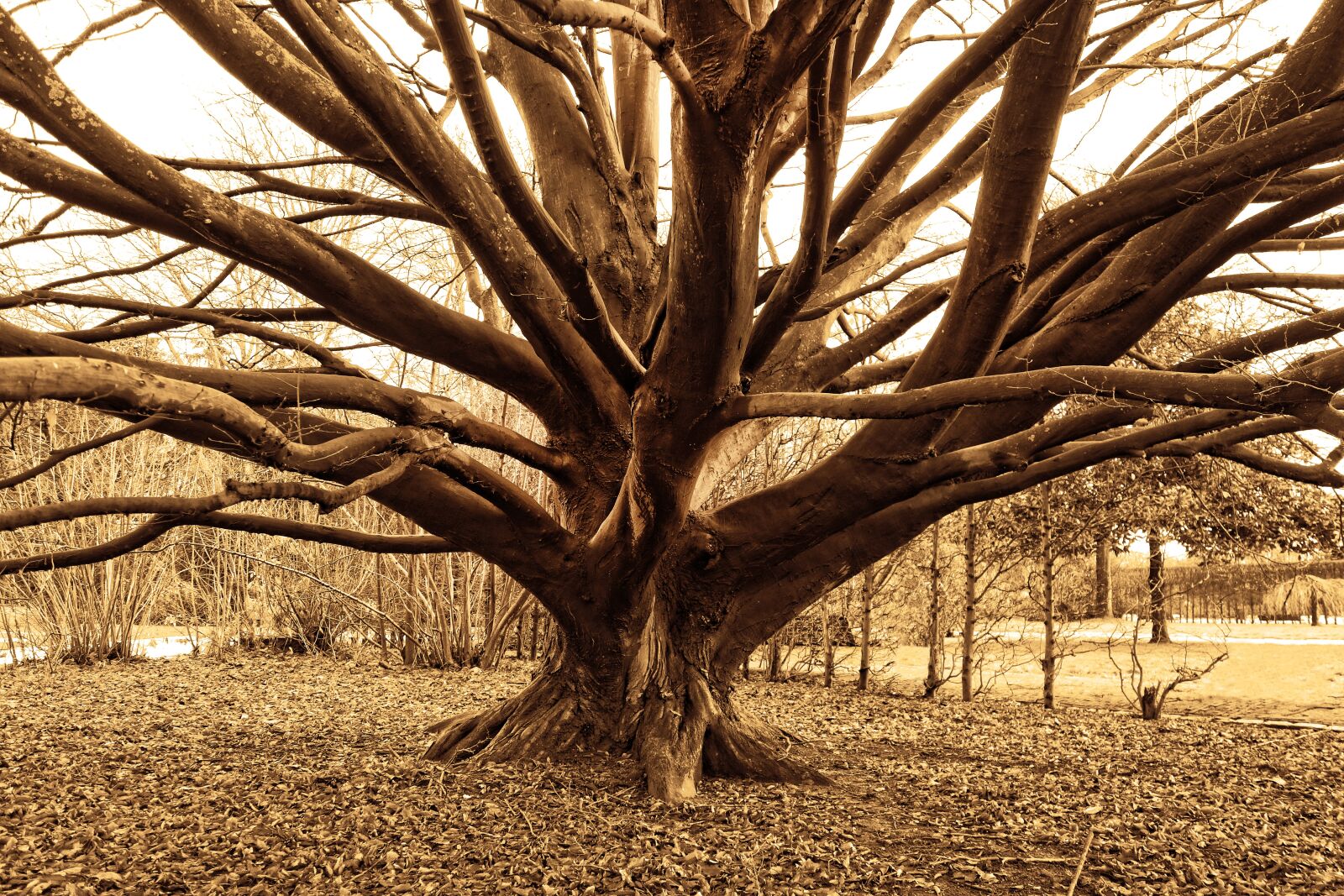 Sony Cyber-shot DSC-RX100 sample photo. Tree, old, branch photography