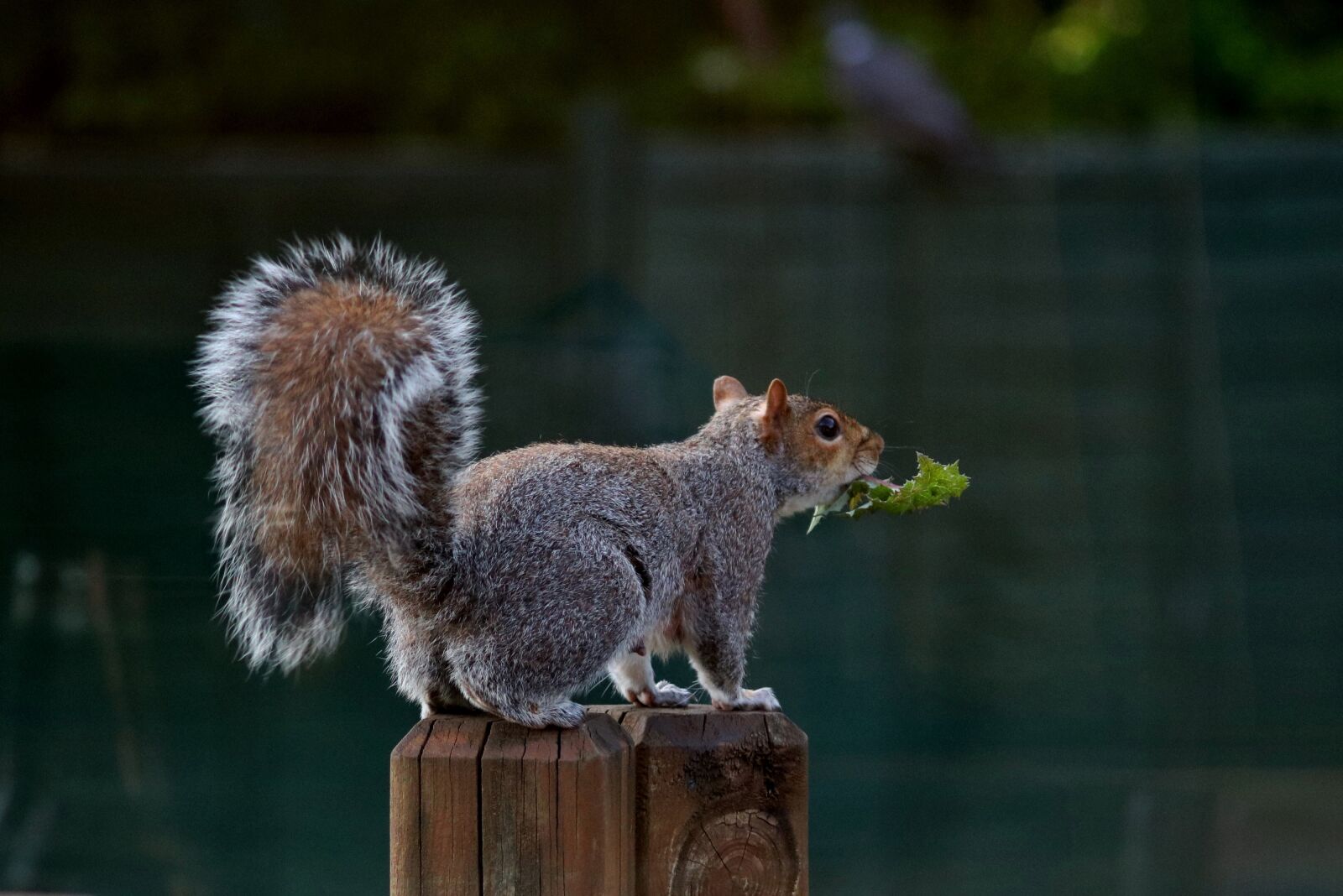 Canon EOS 750D (EOS Rebel T6i / EOS Kiss X8i) sample photo. Squirrel, animal, rodent photography