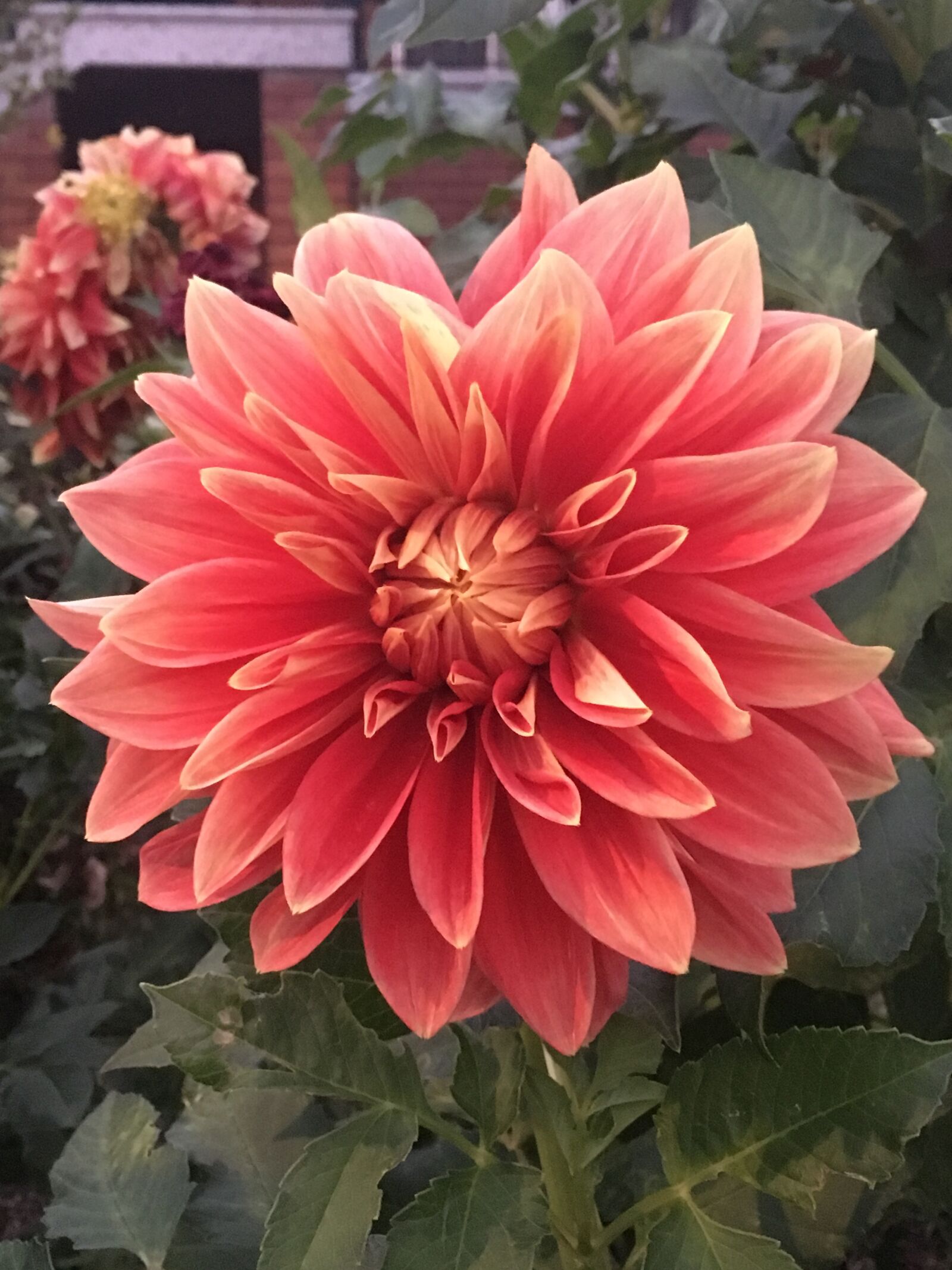 iPhone SE back camera 4.15mm f/2.2 sample photo. Flowers, beautiful, spring photography