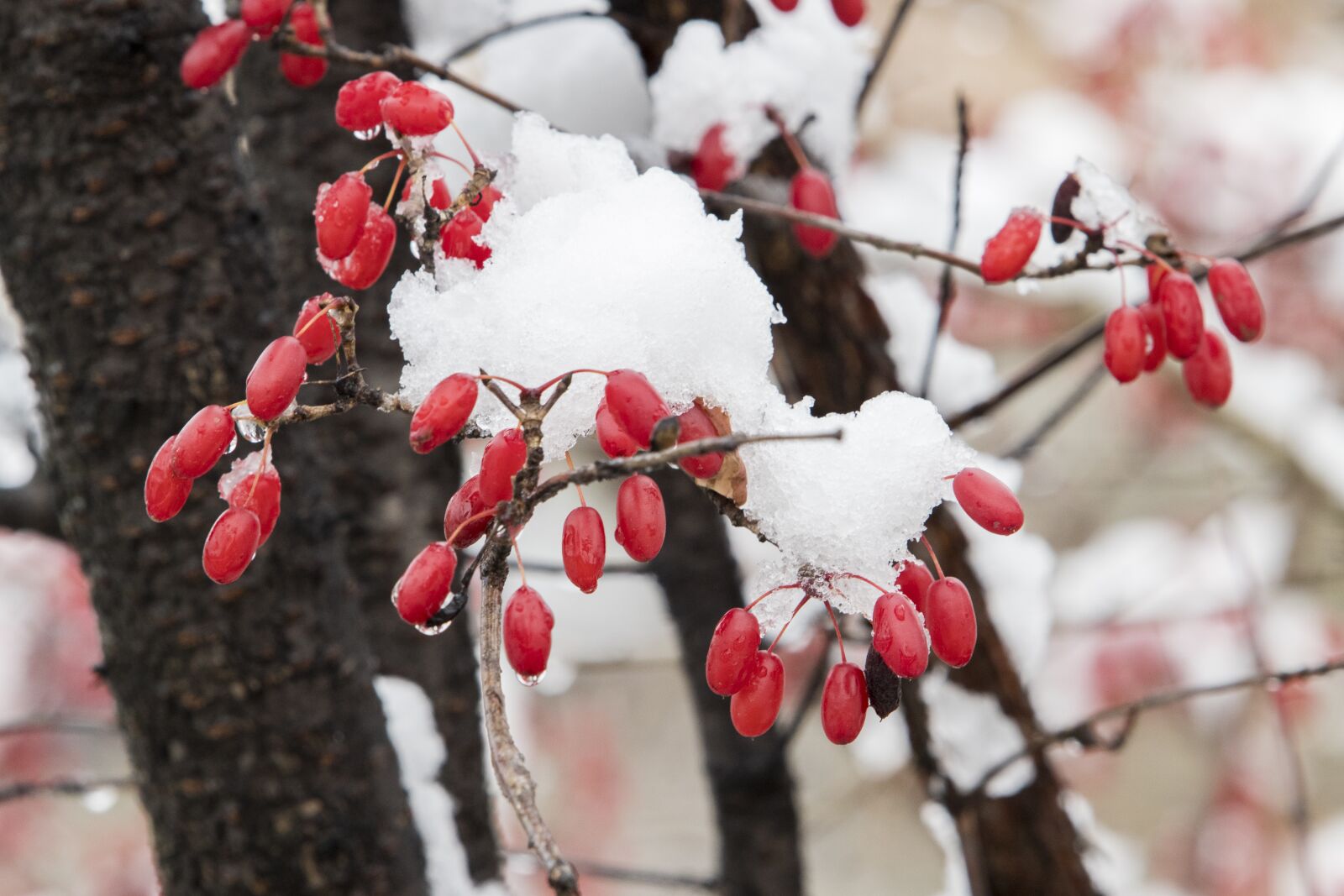 Canon EF 70-200mm F2.8L USM sample photo. Snow, wood, winter photography