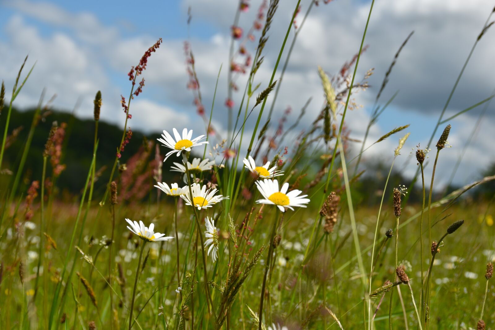 Nikon D5600 sample photo. Field, marguerite, prairie photography