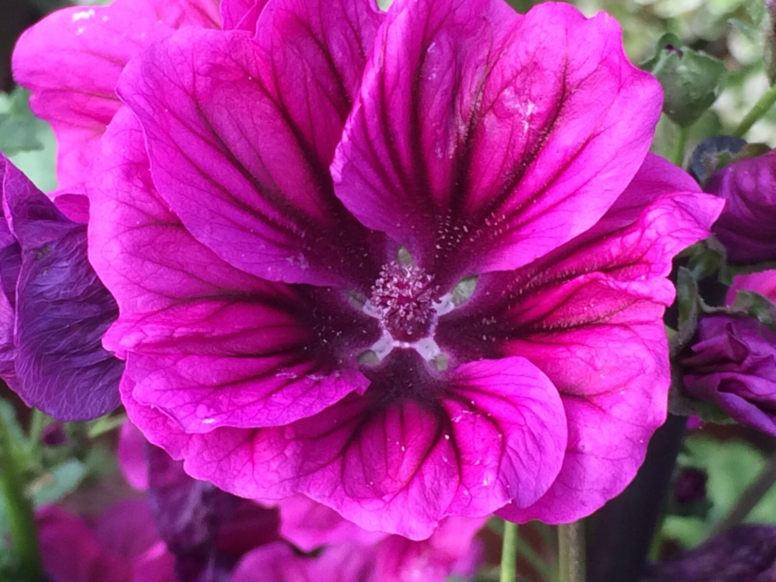 iPhone 5s back camera 4.15mm f/2.2 sample photo. Flower, blossom, bloom photography