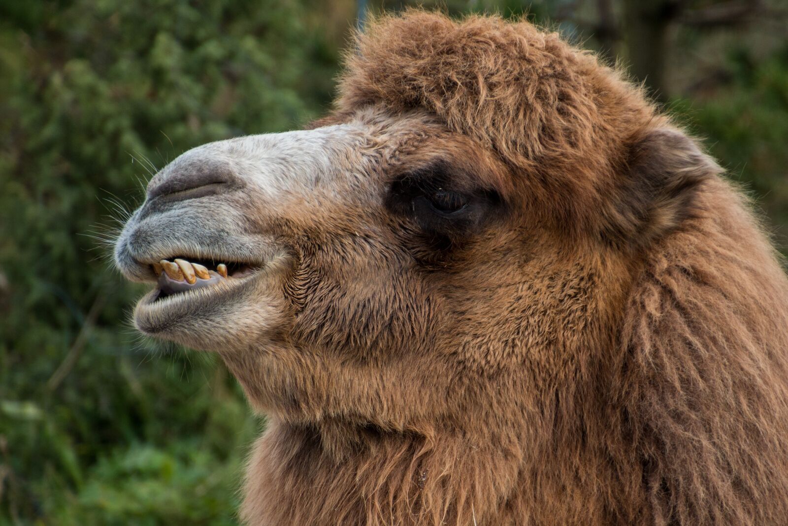 Canon EOS 70D sample photo. Camel, camel head, tooth photography
