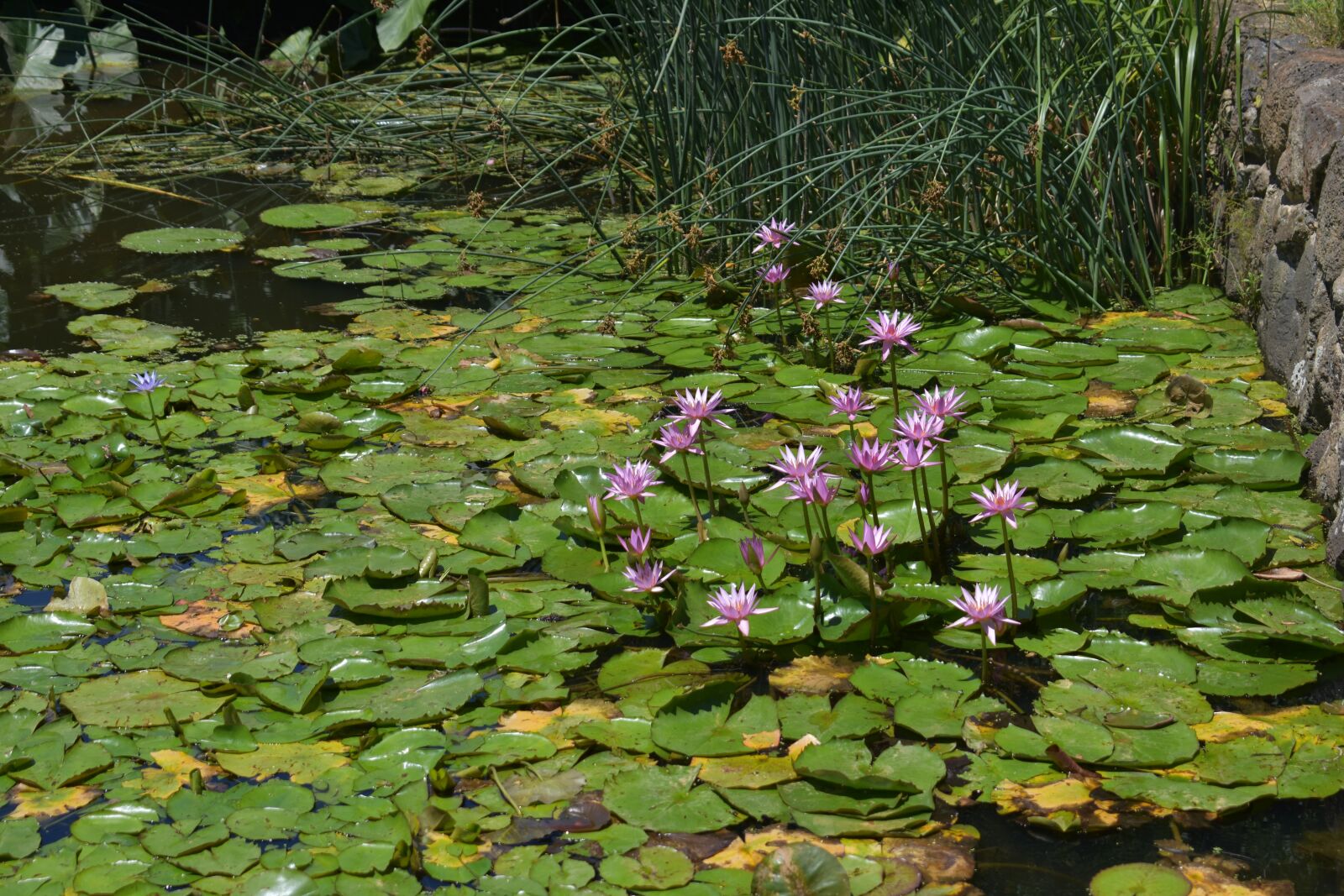 Nikon D3400 sample photo. Lotus, pink, pond photography