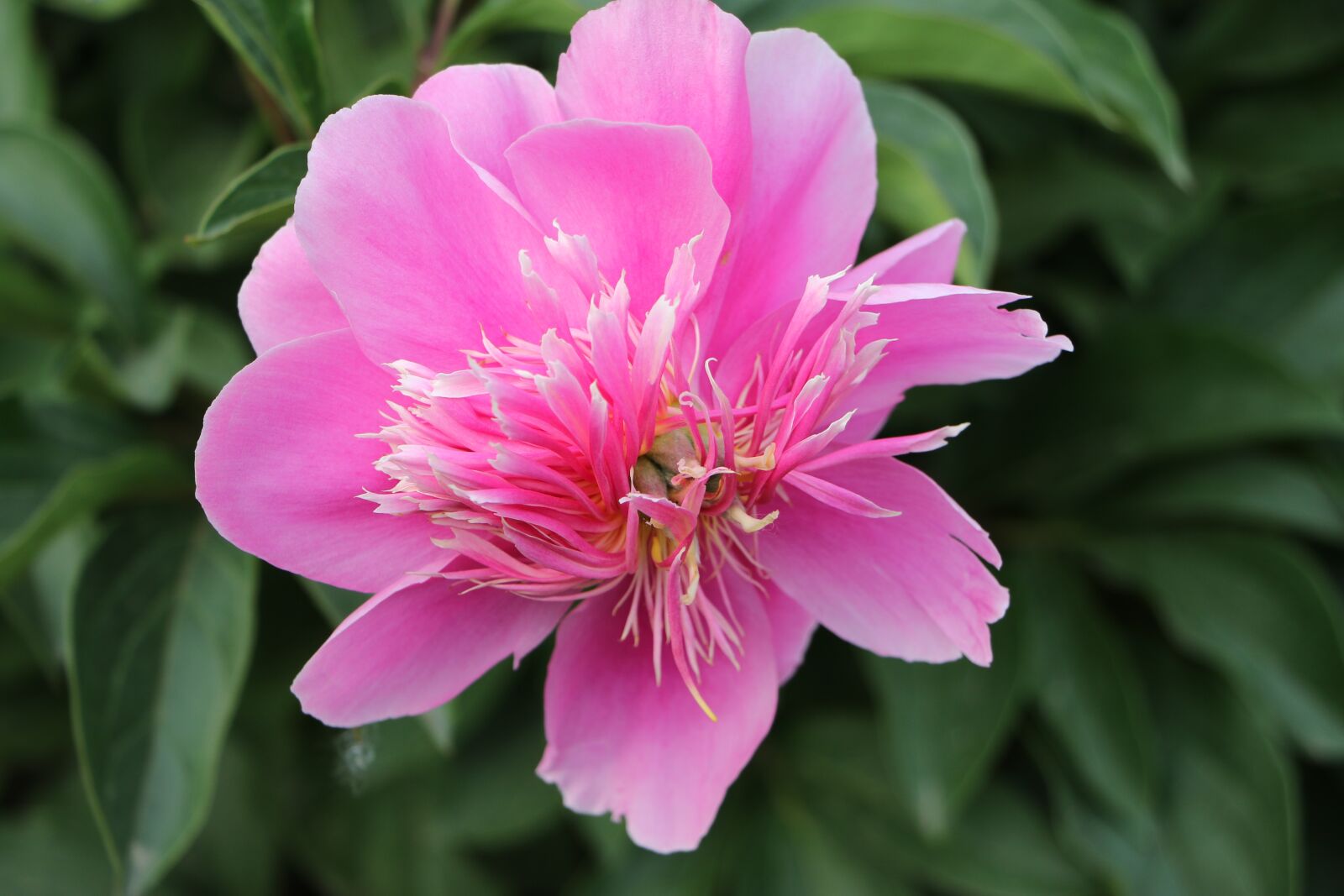 Canon EOS 7D Mark II sample photo. Chinese herbaceous peony, flower photography