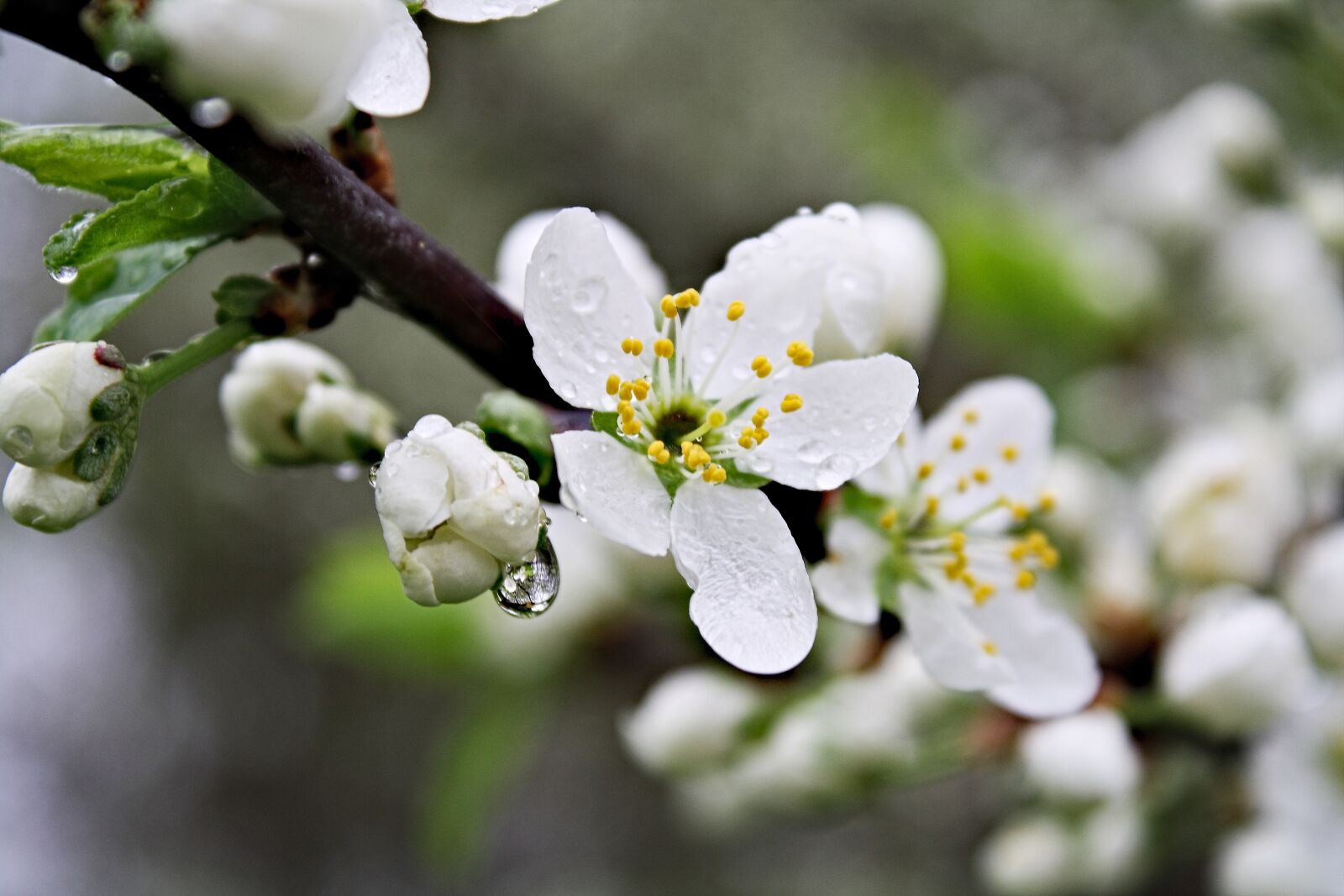 Canon EOS 1000D (EOS Digital Rebel XS / EOS Kiss F) sample photo. After the rain, spring photography