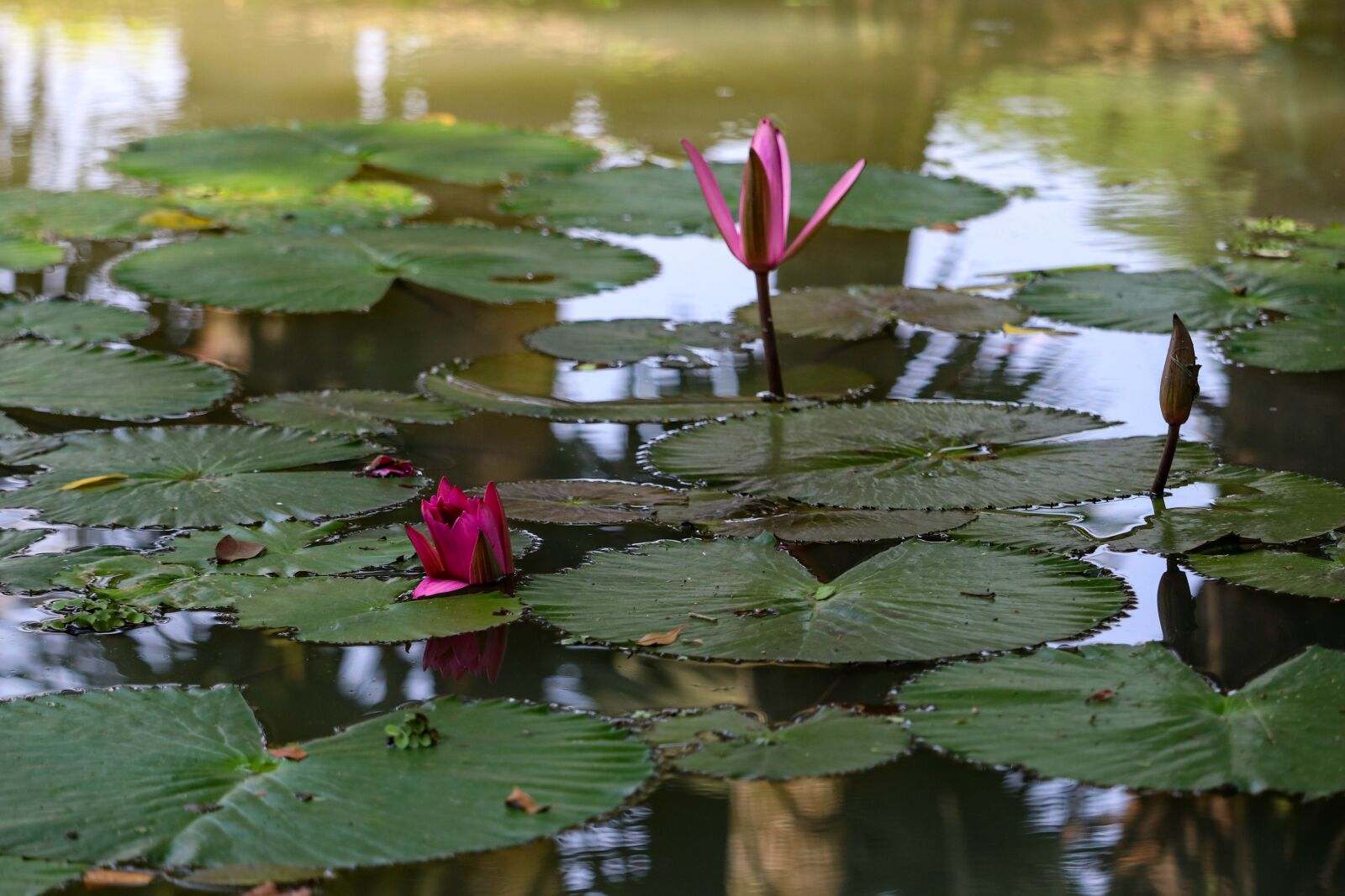 Canon EF-S 55-250mm F4-5.6 IS STM sample photo. Lotus, flowers, nature photography