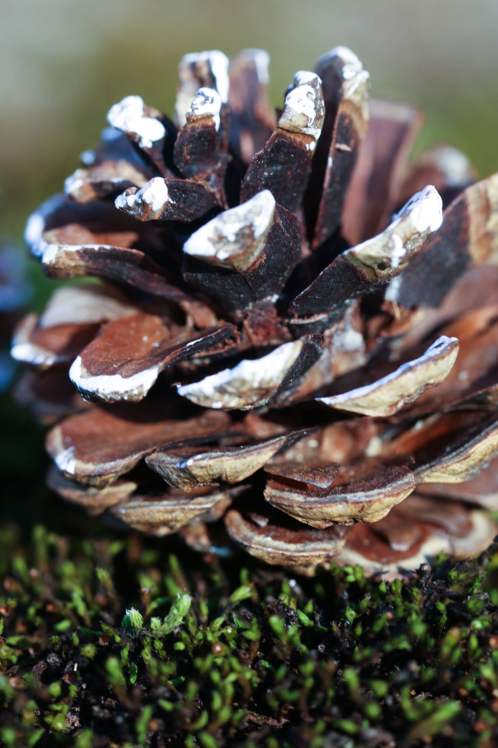 Canon EOS 7D Mark II sample photo. Pinecone, nature, macro photography