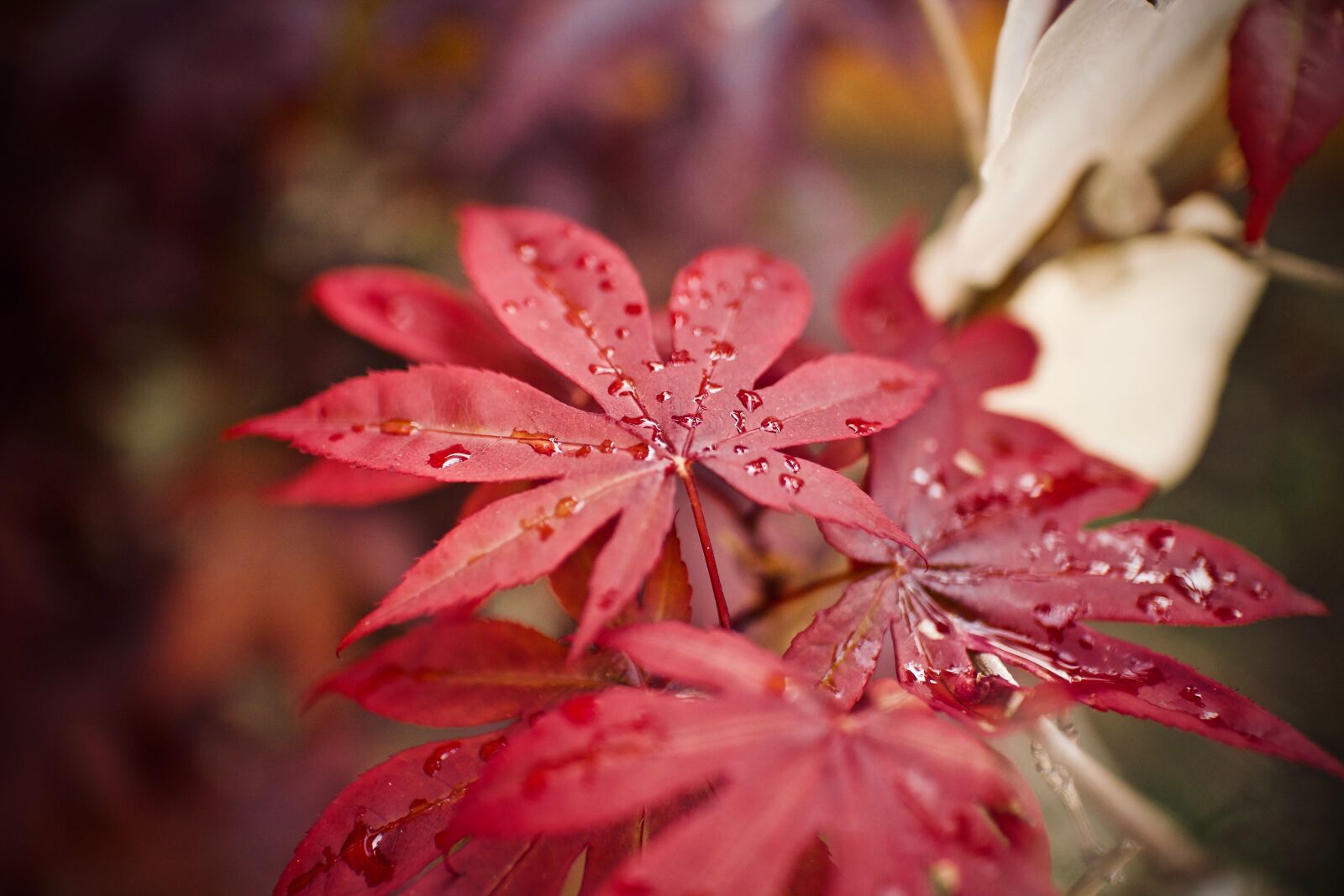 Canon EOS M + Canon EF-M 22mm F2 STM sample photo. Maple, red maple, garden photography