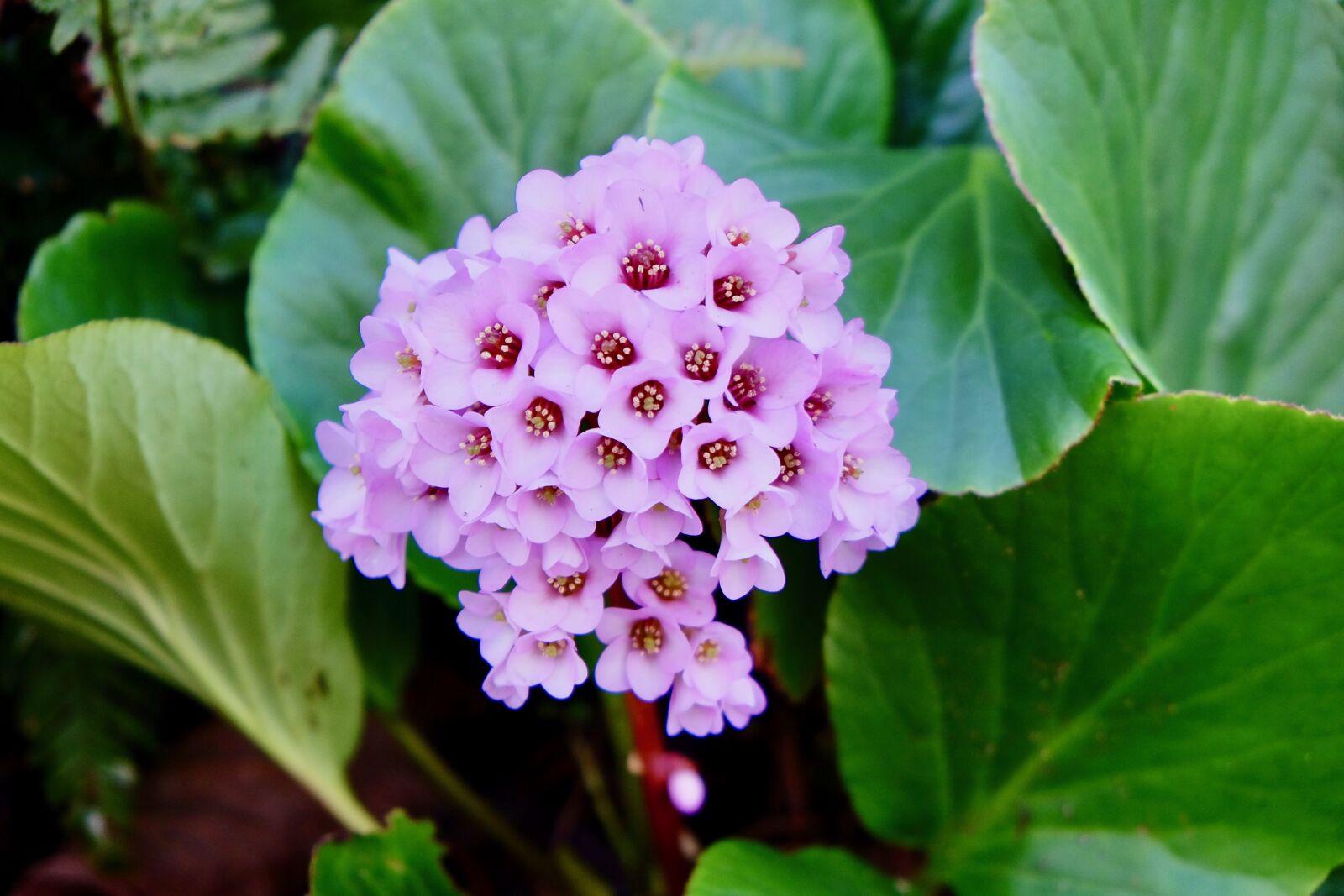 Fujifilm X-T10 sample photo. Purple, flower, spring photography