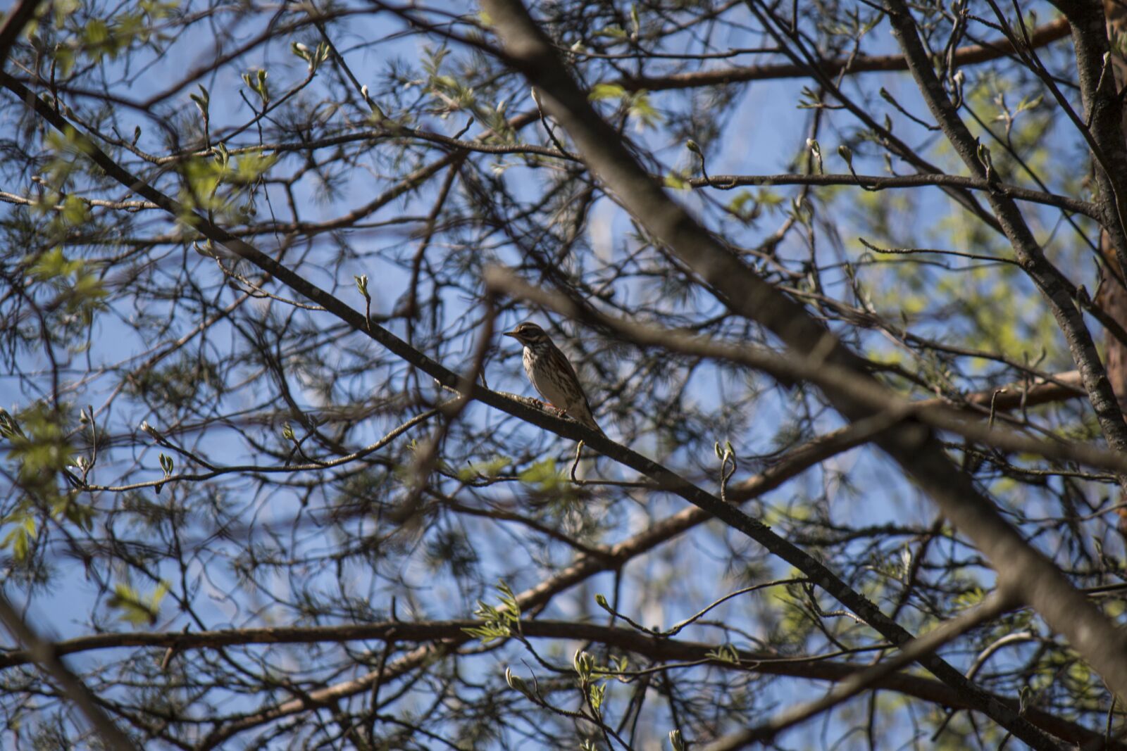 Canon EOS 70D + Canon EF-S 55-250mm F4-5.6 IS sample photo. Bird, tree, nature photography
