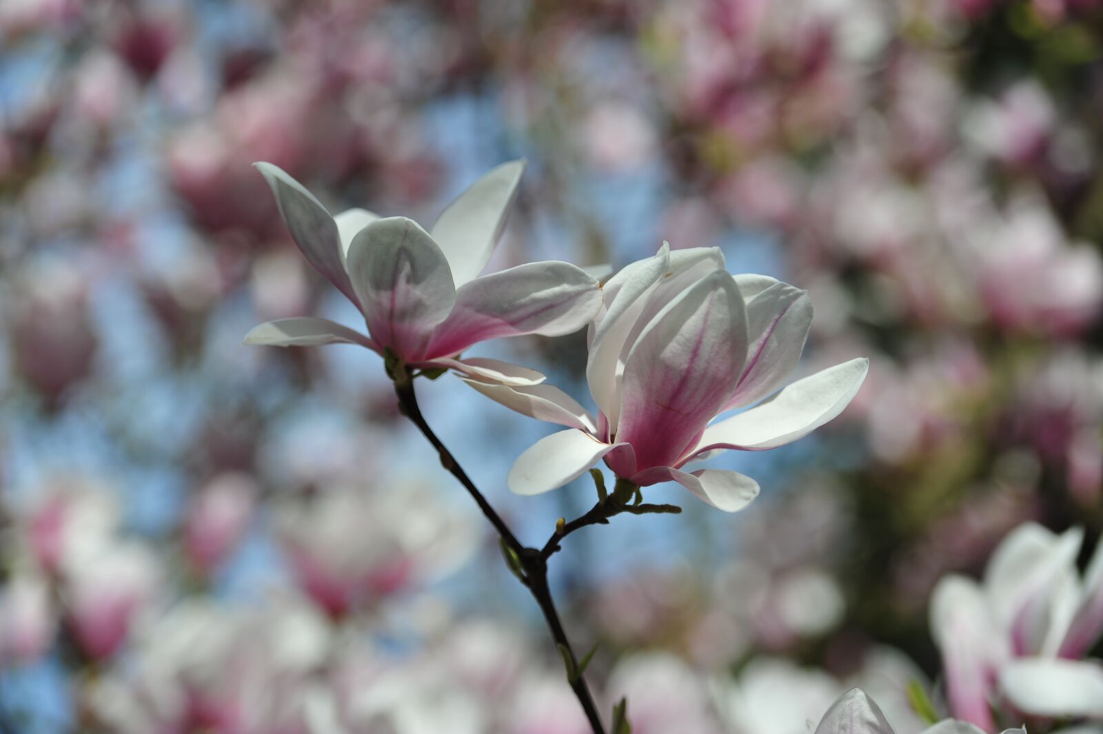 Nikon D700 sample photo. Magnolia, blossom, bloom photography