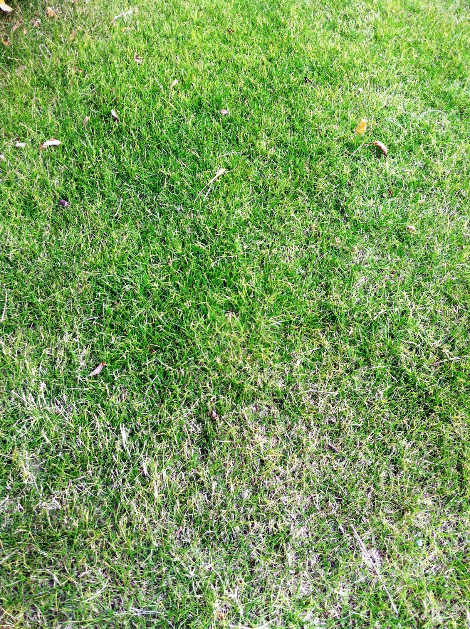 Apple iPhone 4 sample photo. Grassland, green, plant photography