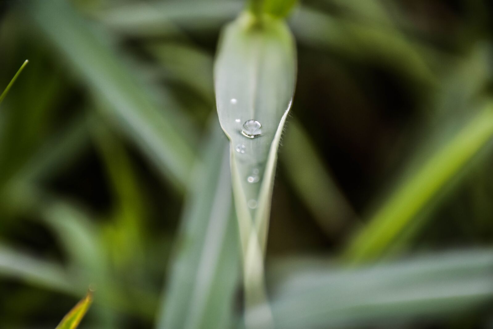 Nikon D7200 sample photo. Drops of water, autumn photography