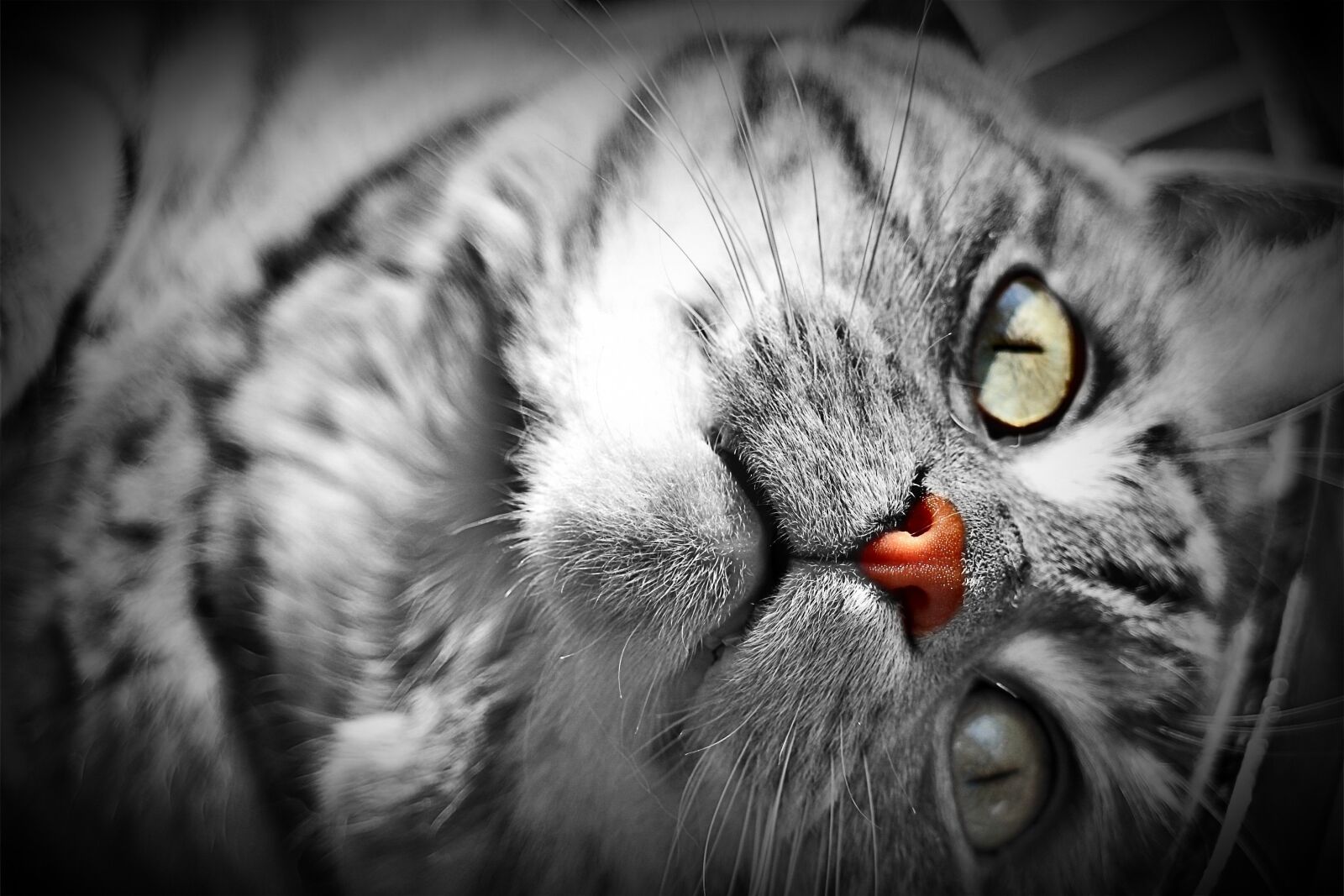 Canon EOS M sample photo. Cat, domestic cat, cat photography