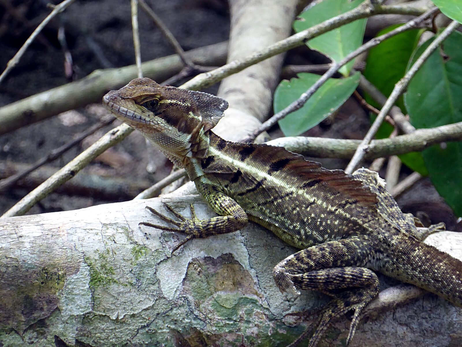 Panasonic Lumix DMC-ZS50 (Lumix DMC-TZ70) sample photo. Lizard, basil, reptile photography
