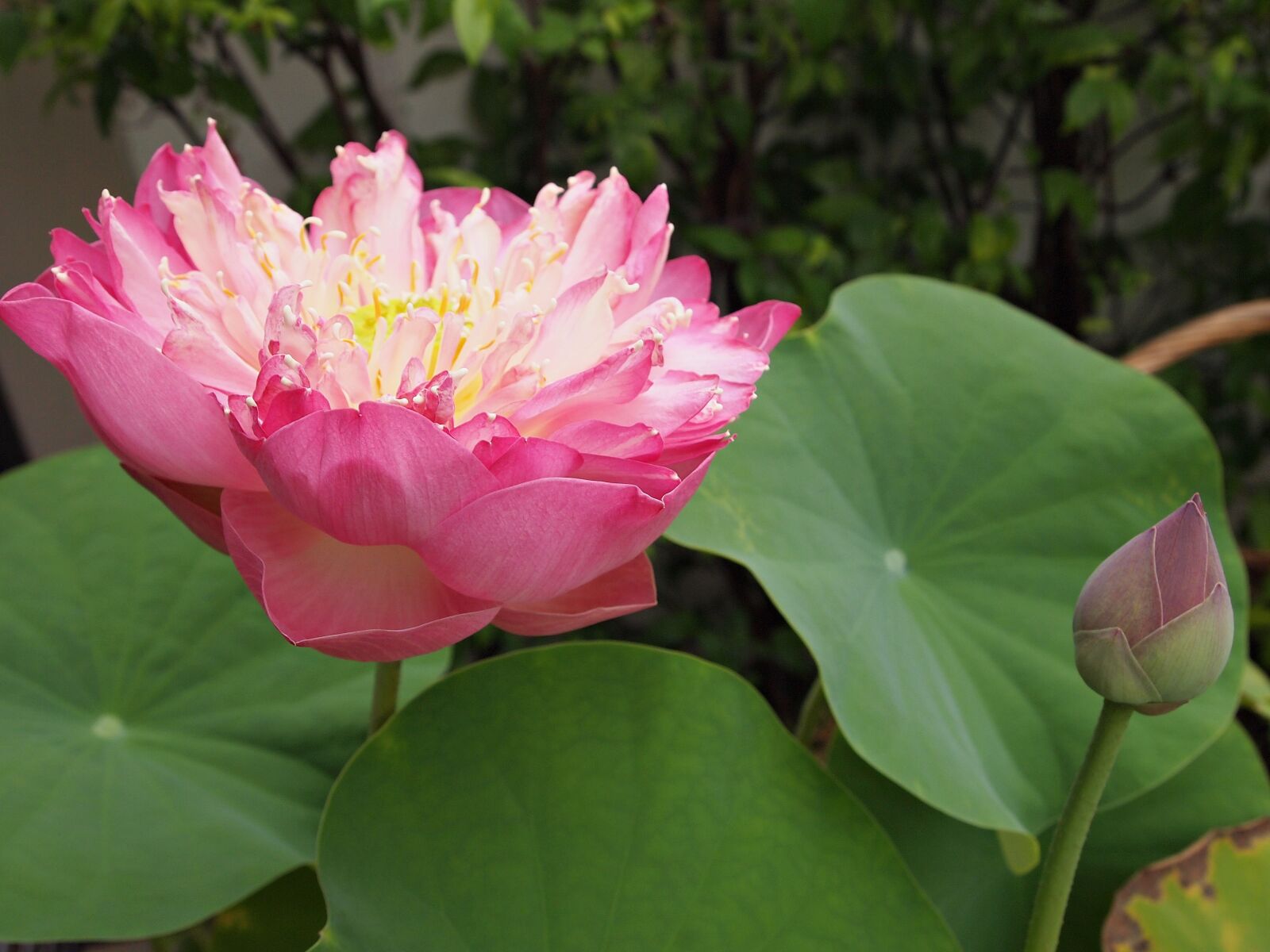 Olympus PEN E-PL1 sample photo. Flowers, lotus, pink photography