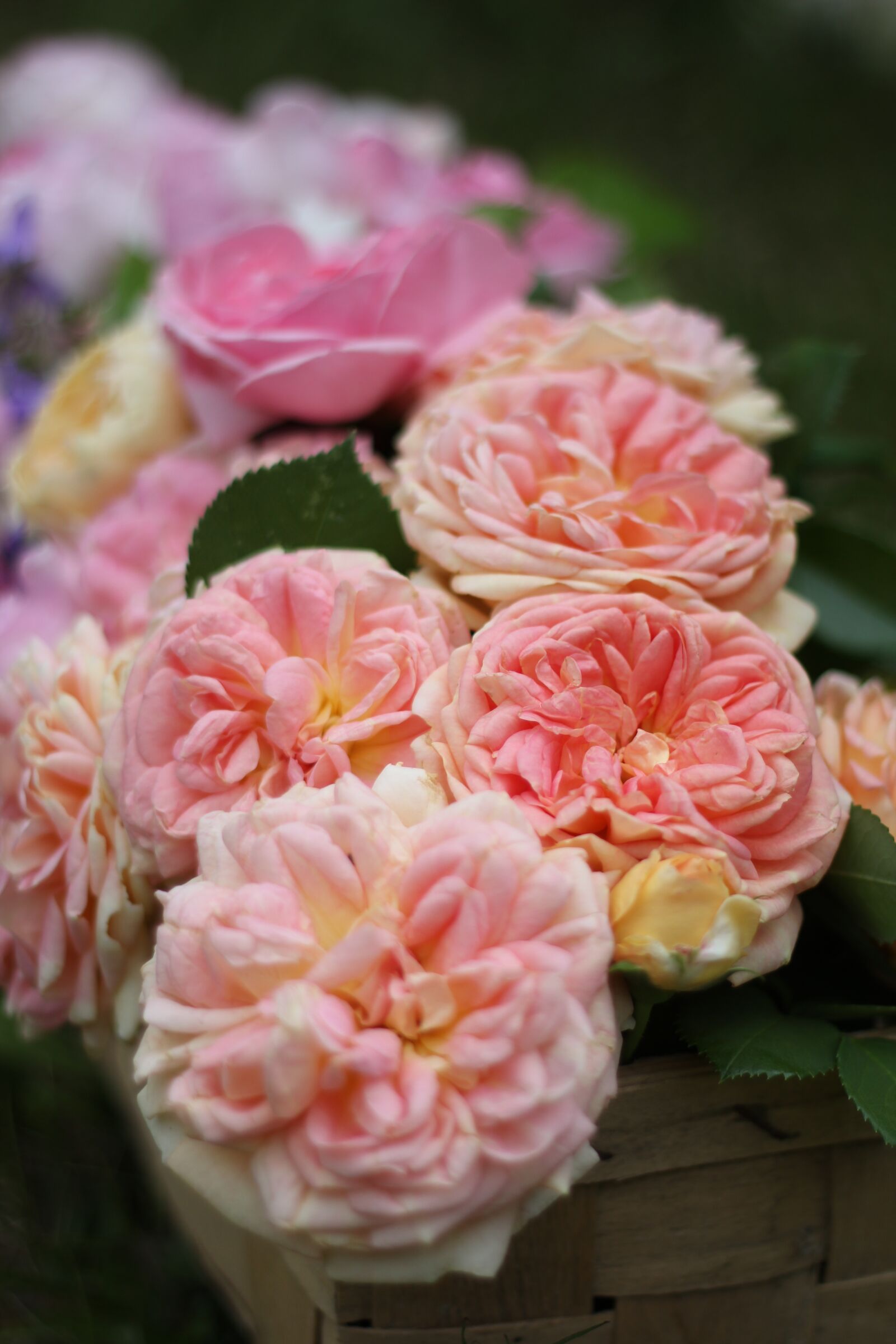 Canon EOS 60D + Canon EF 50mm F1.8 II sample photo. Rose rose, strauss, english photography