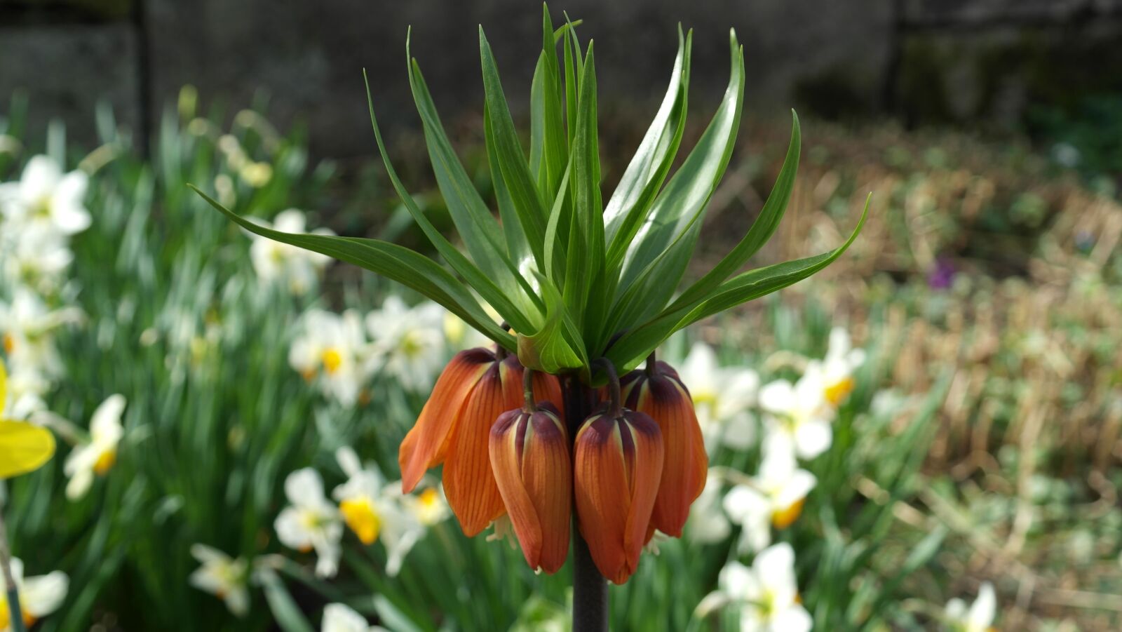 Samsung NX20 sample photo. Imperial crown, fritillaria imperialis photography