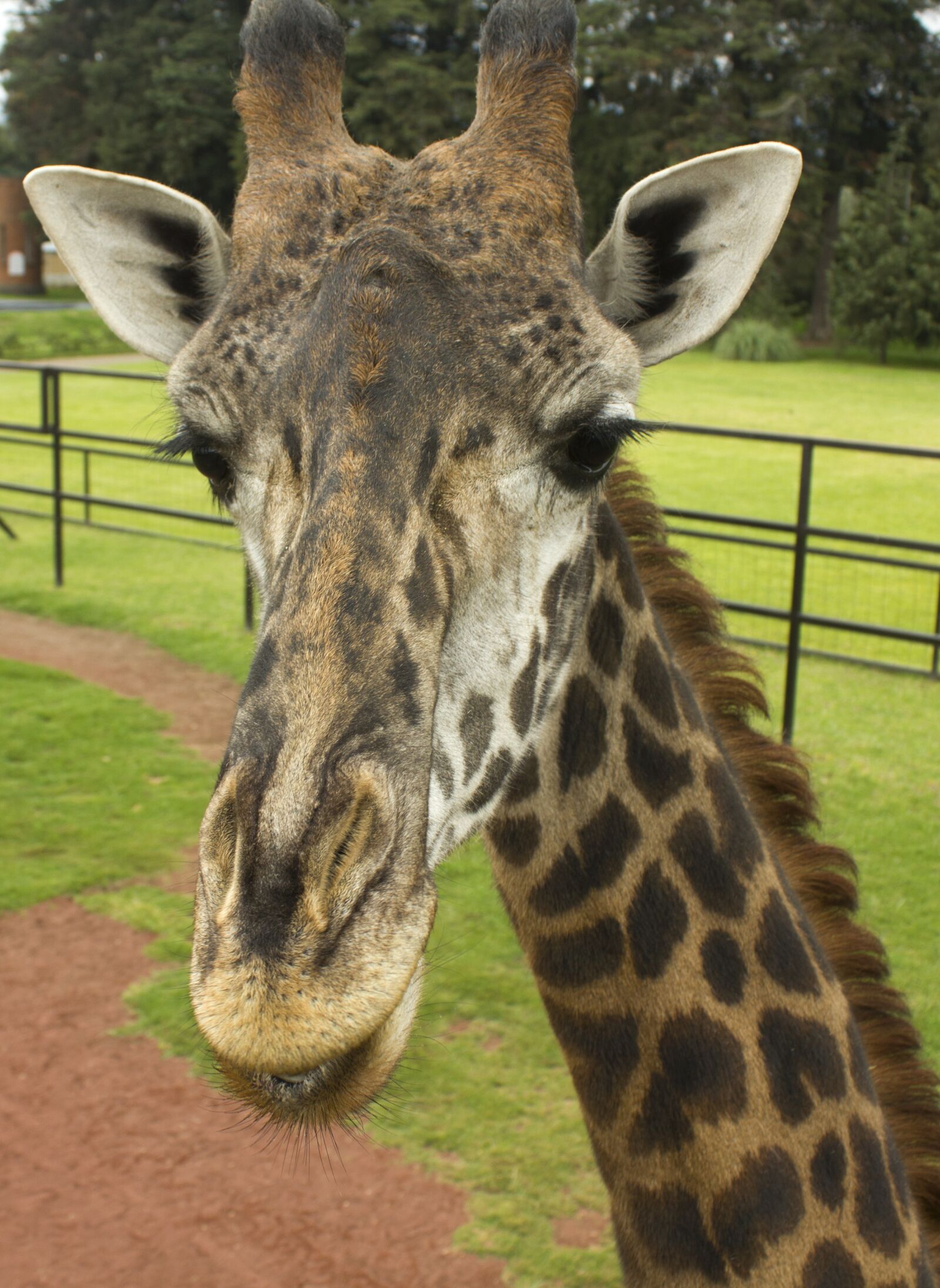 Canon EOS 550D (EOS Rebel T2i / EOS Kiss X4) + Canon EF-S 18-55mm F3.5-5.6 IS sample photo. Giraffe, zoo, animals photography