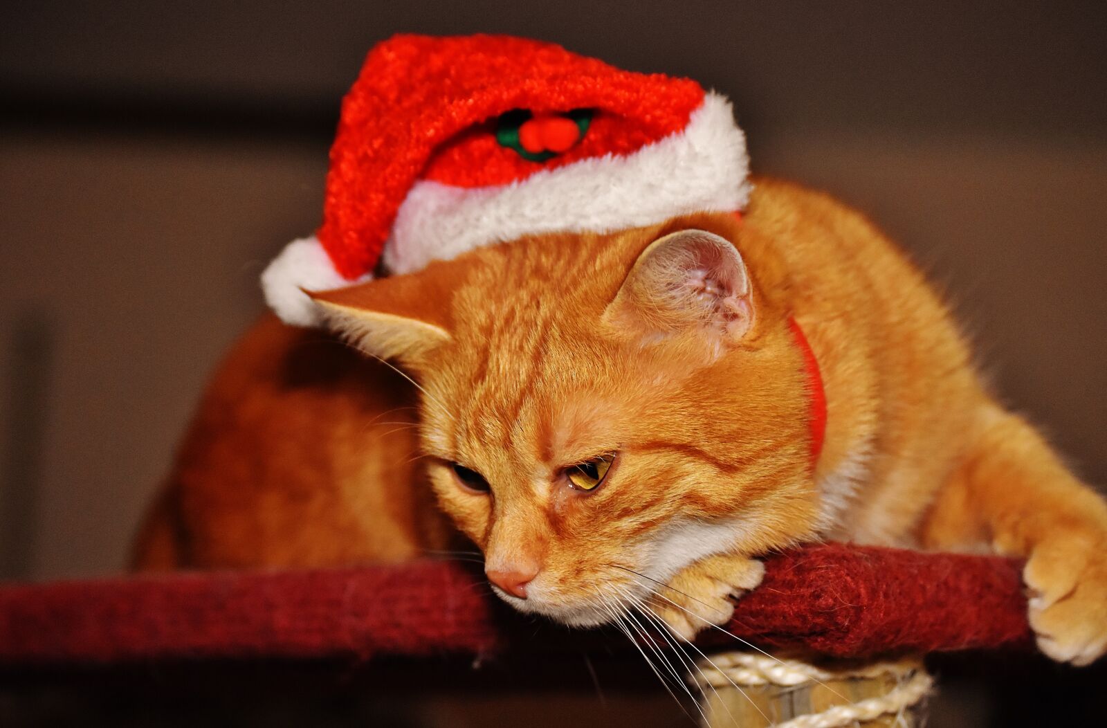 Nikon D7200 sample photo. Cat, red, christmas photography