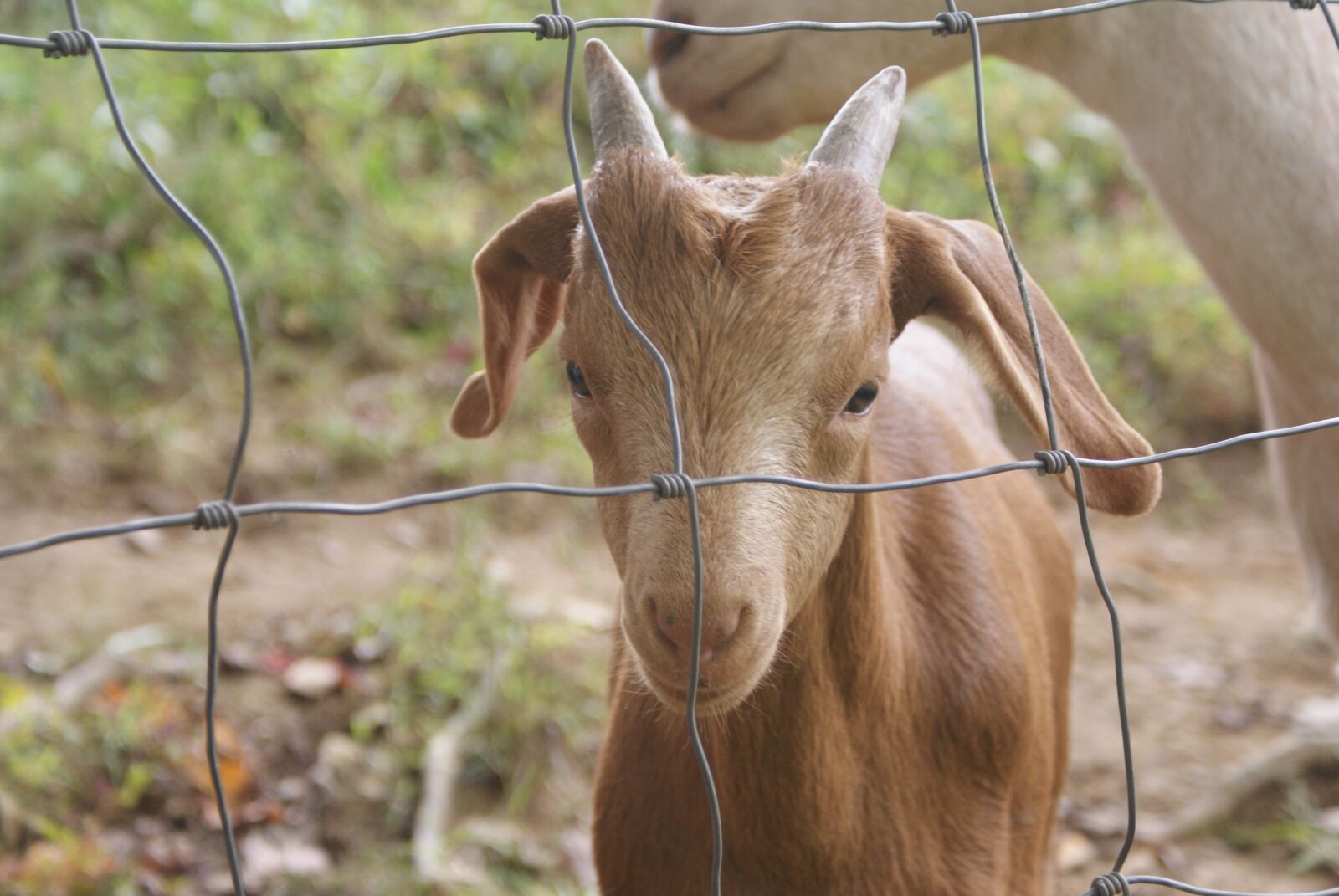 Sony Alpha DSLR-A200 sample photo. Goat, baby, fence photography