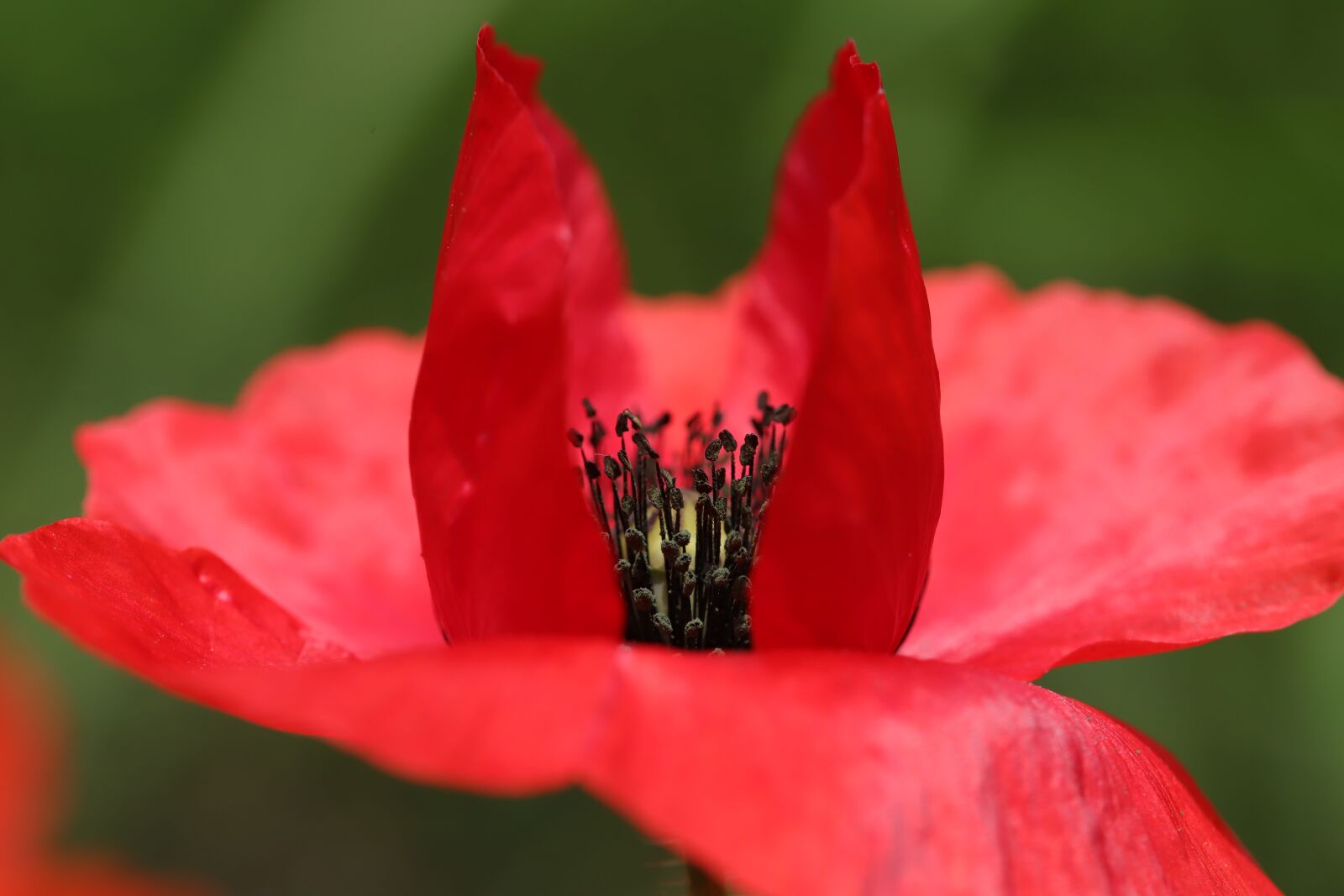 Canon EOS 6D Mark II sample photo. Poppy, flowers, plants photography