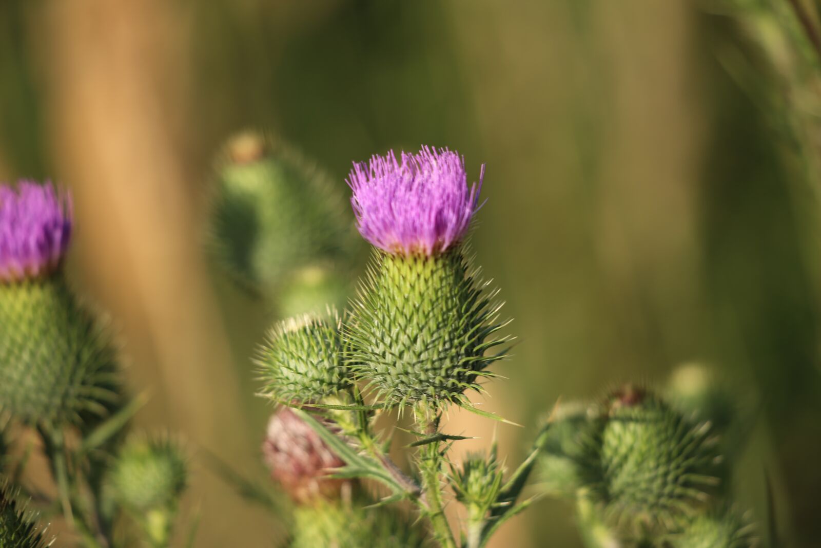 Canon EF 70-300 F4-5.6 IS II USM sample photo. Arctium lappa, burdock, plant photography