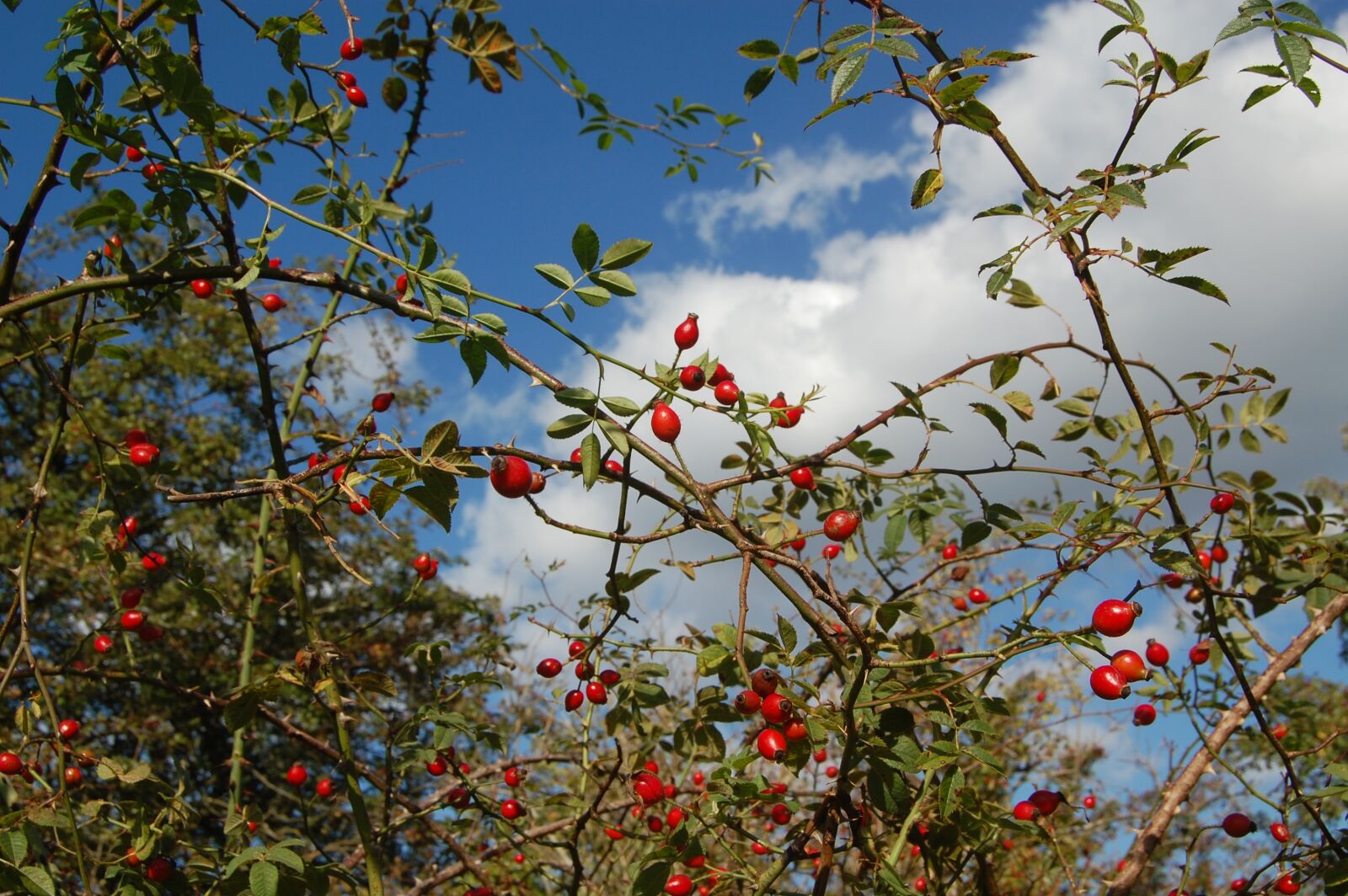 Nikon D40 sample photo. Berries, autumn, leaf photography