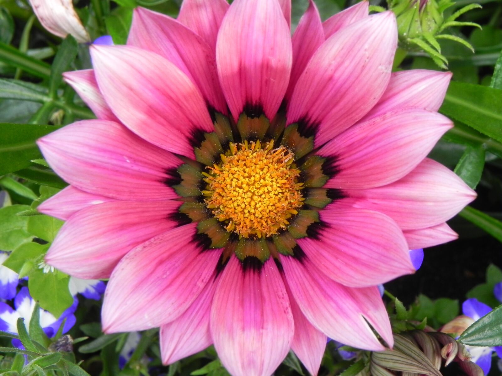 Nikon Coolpix P100 sample photo. Pink, flower, yellow photography