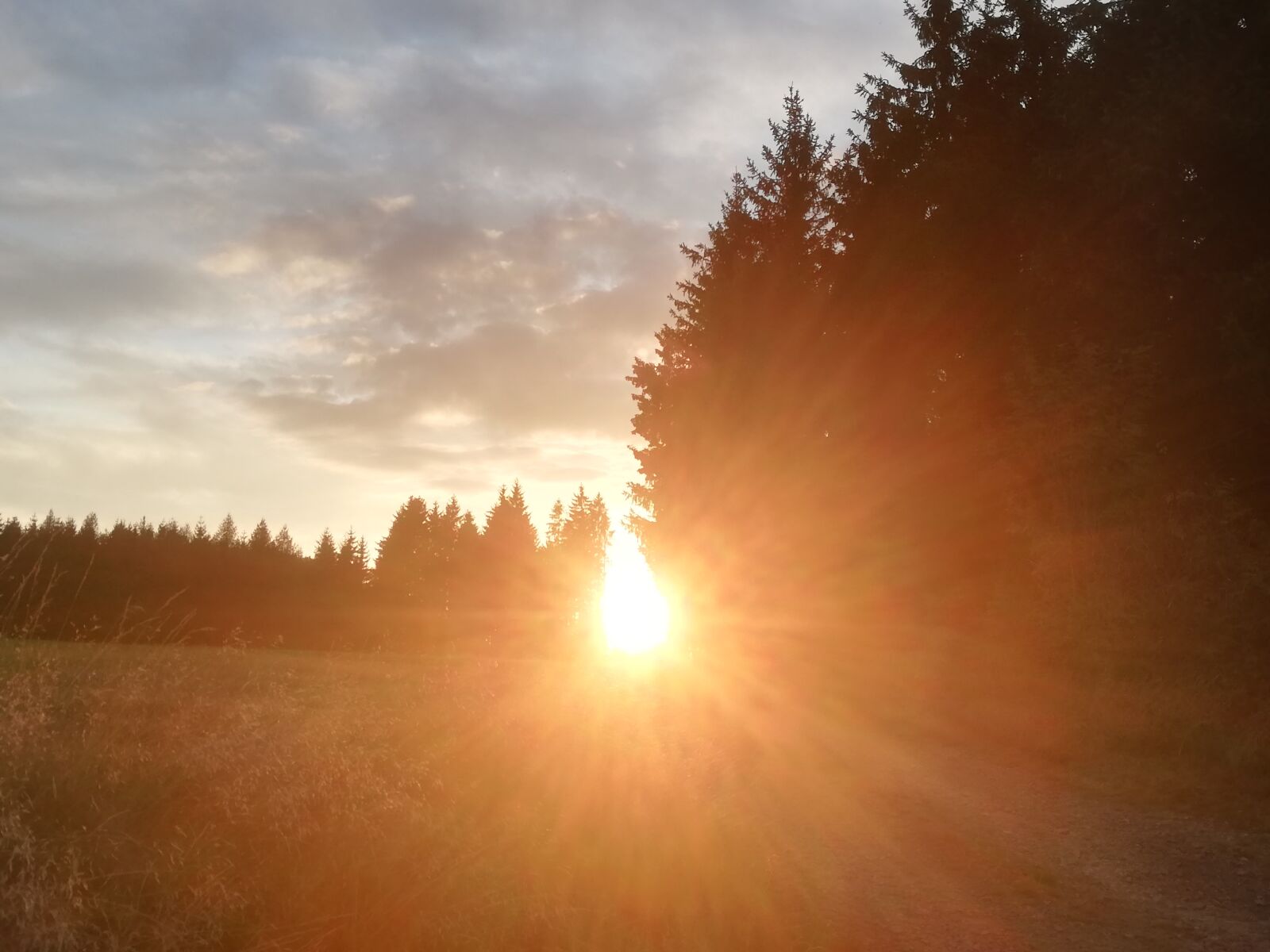 HUAWEI P20 lite sample photo. Landscape, nature, forest photography