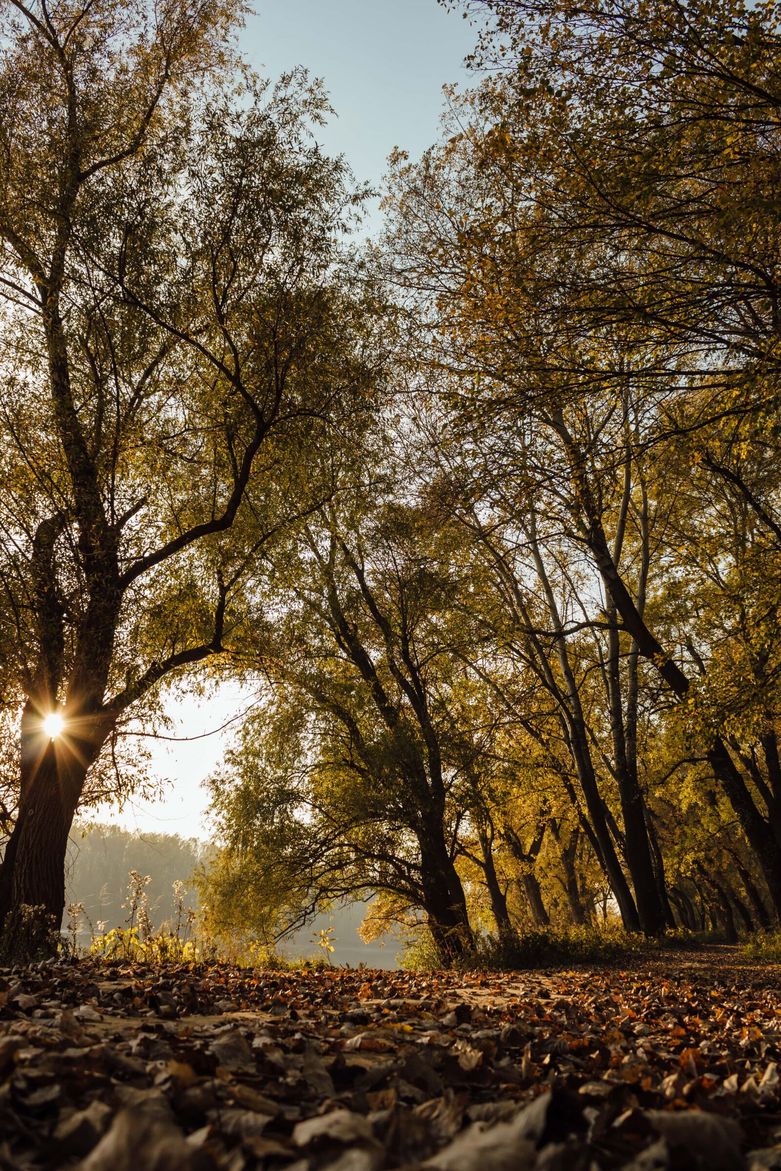 Canon EF-S 18-55mm F3.5-5.6 IS sample photo. Sunshine, forest path, autumn photography