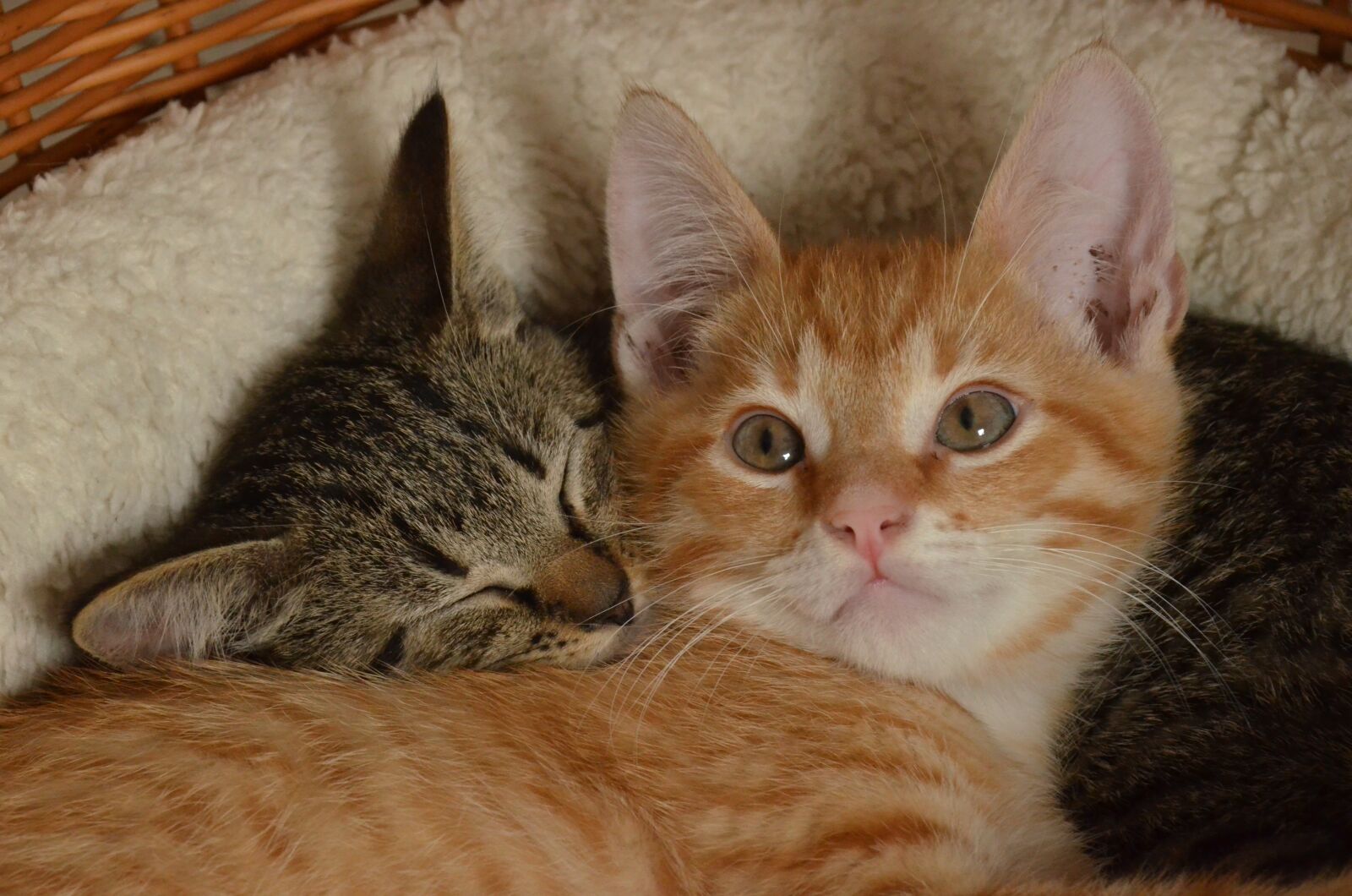 Nikon D7000 sample photo. Cat, kitten, young photography