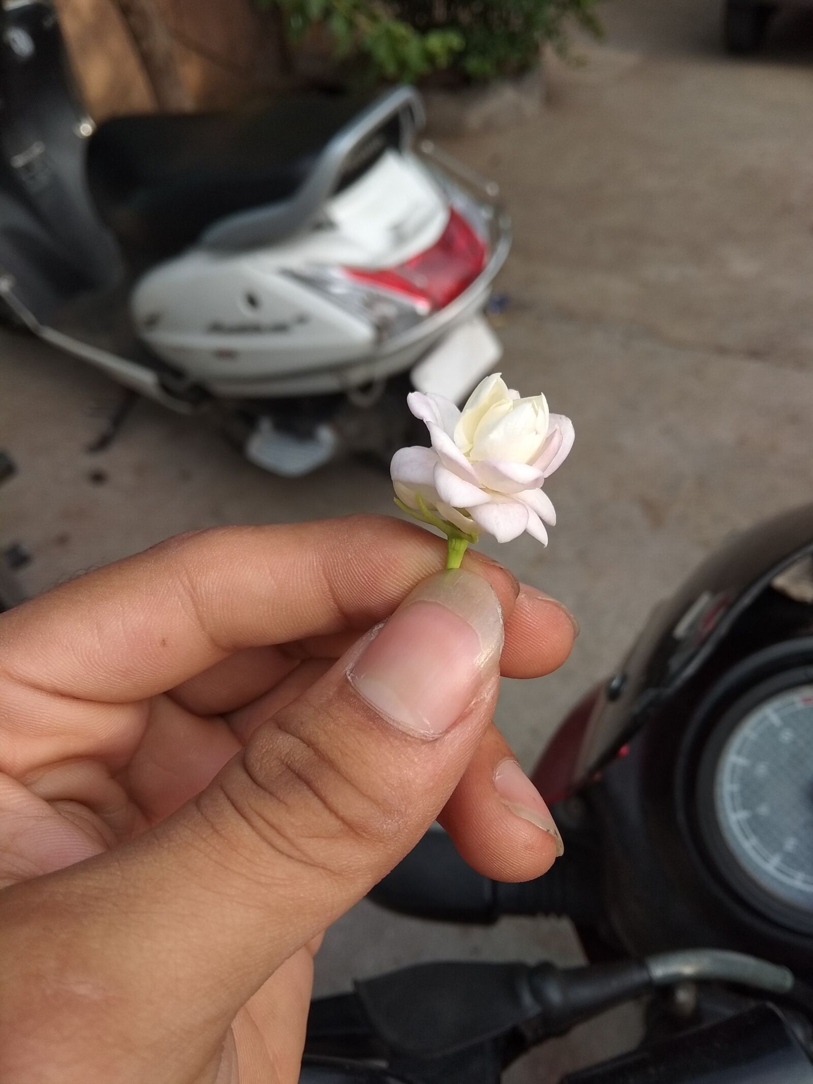 Xiaomi Redmi Note 5A sample photo. Flower, gm, good morning photography