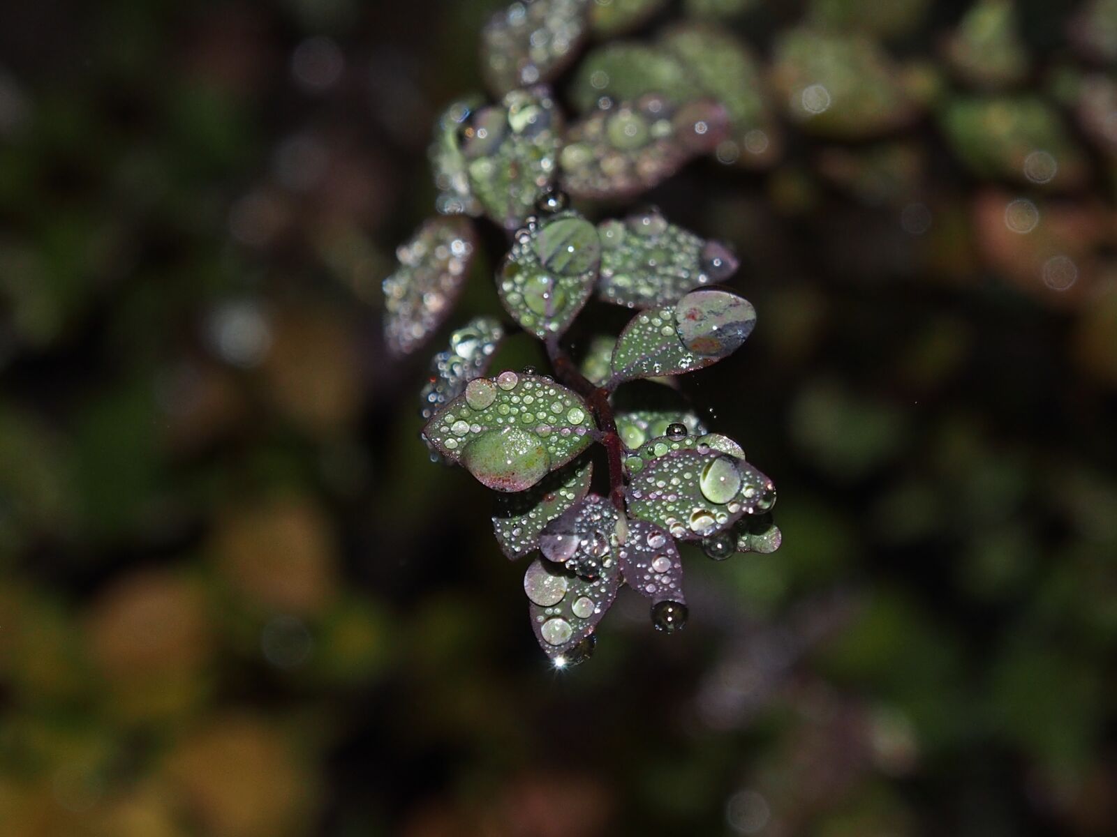 OLYMPUS M.12-50mm F3.5-6.3 sample photo. Dew, drip, drop of photography