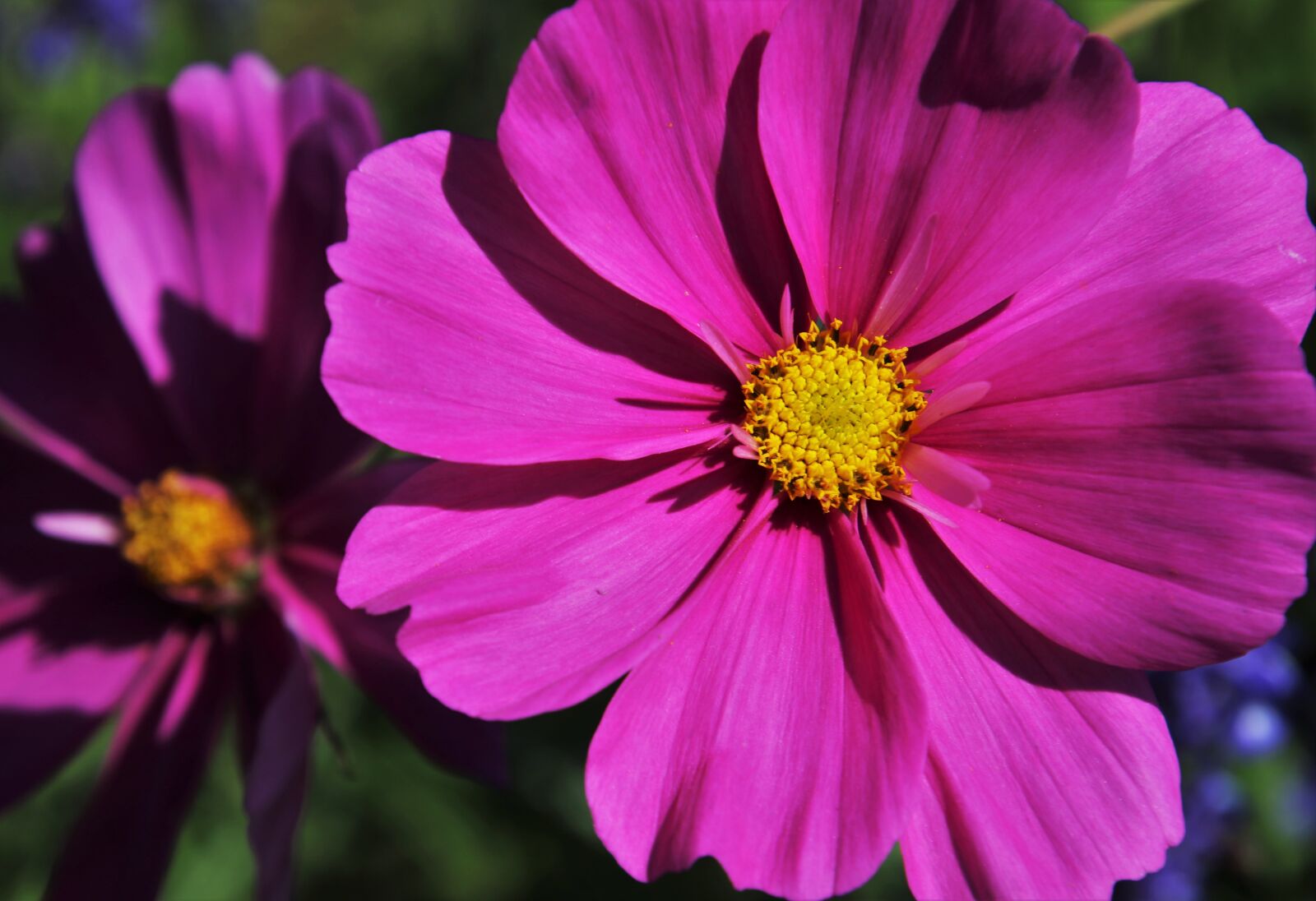 Canon EOS 80D sample photo. Flower, the petals, garden photography
