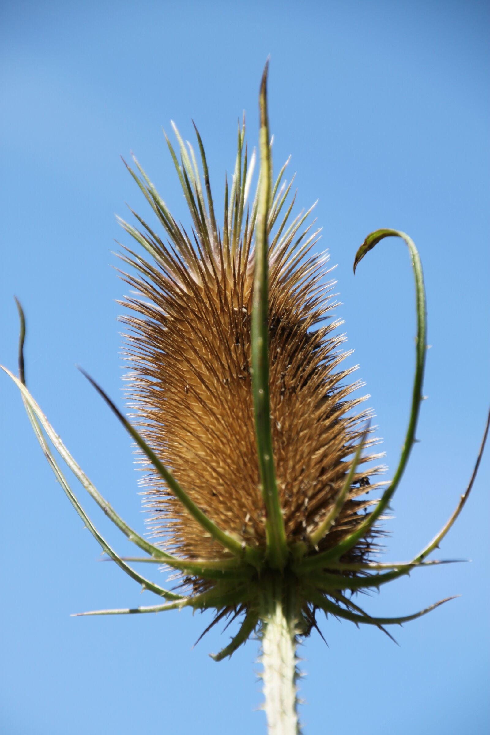 Canon EOS 500D (EOS Rebel T1i / EOS Kiss X3) sample photo. Thistle, sting, faded thistle photography