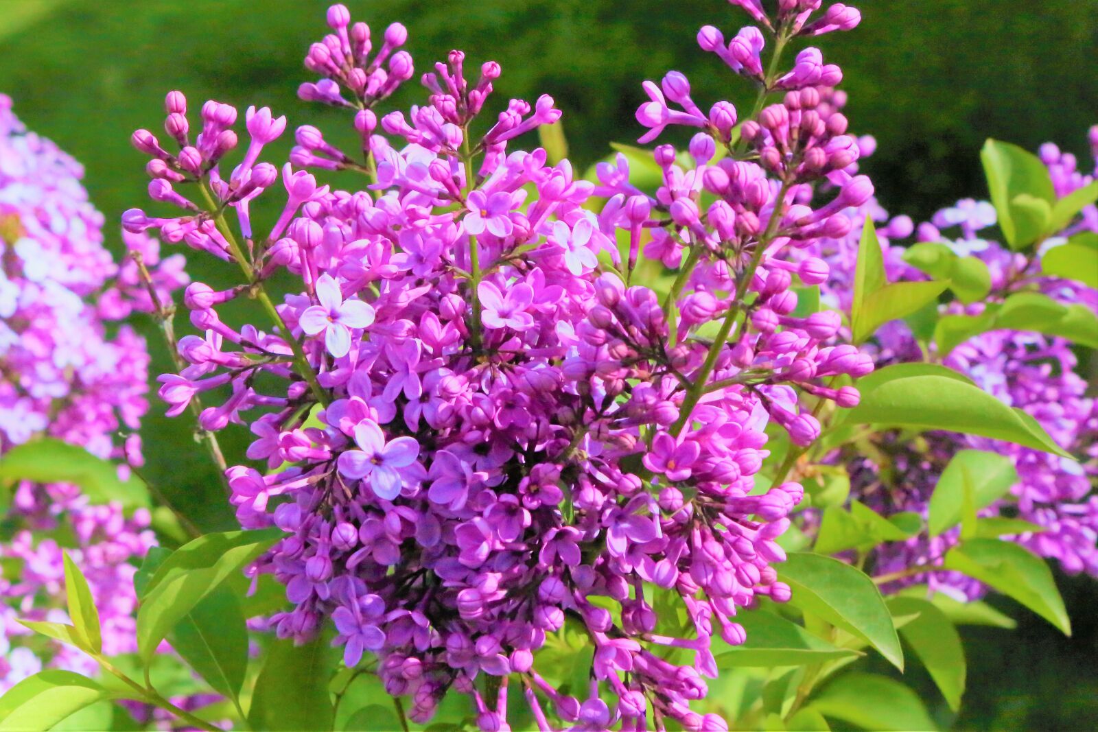 Canon EF 24-105mm F4L IS USM sample photo. Flowers, spring, purple photography