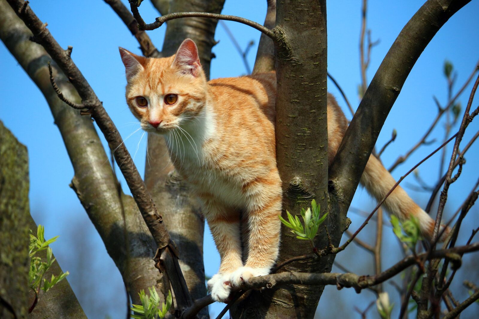 Canon EOS 100D (EOS Rebel SL1 / EOS Kiss X7) sample photo. Cat, kitten, mieze photography